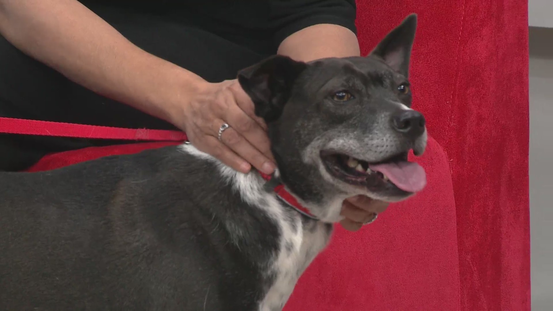Pet of the Week: The SPCA brings adoptable pets from the Marshall County Humane Society