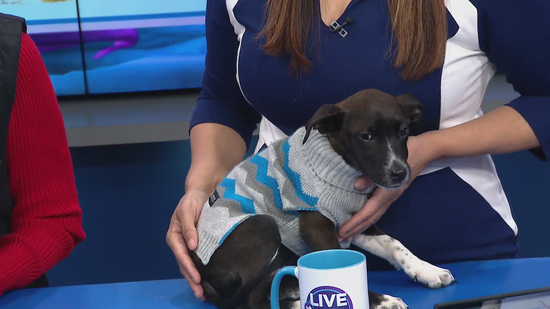 Pet of the Week: SPCA, Covington Animal Rescue pets in need of homes, November 29, 2023