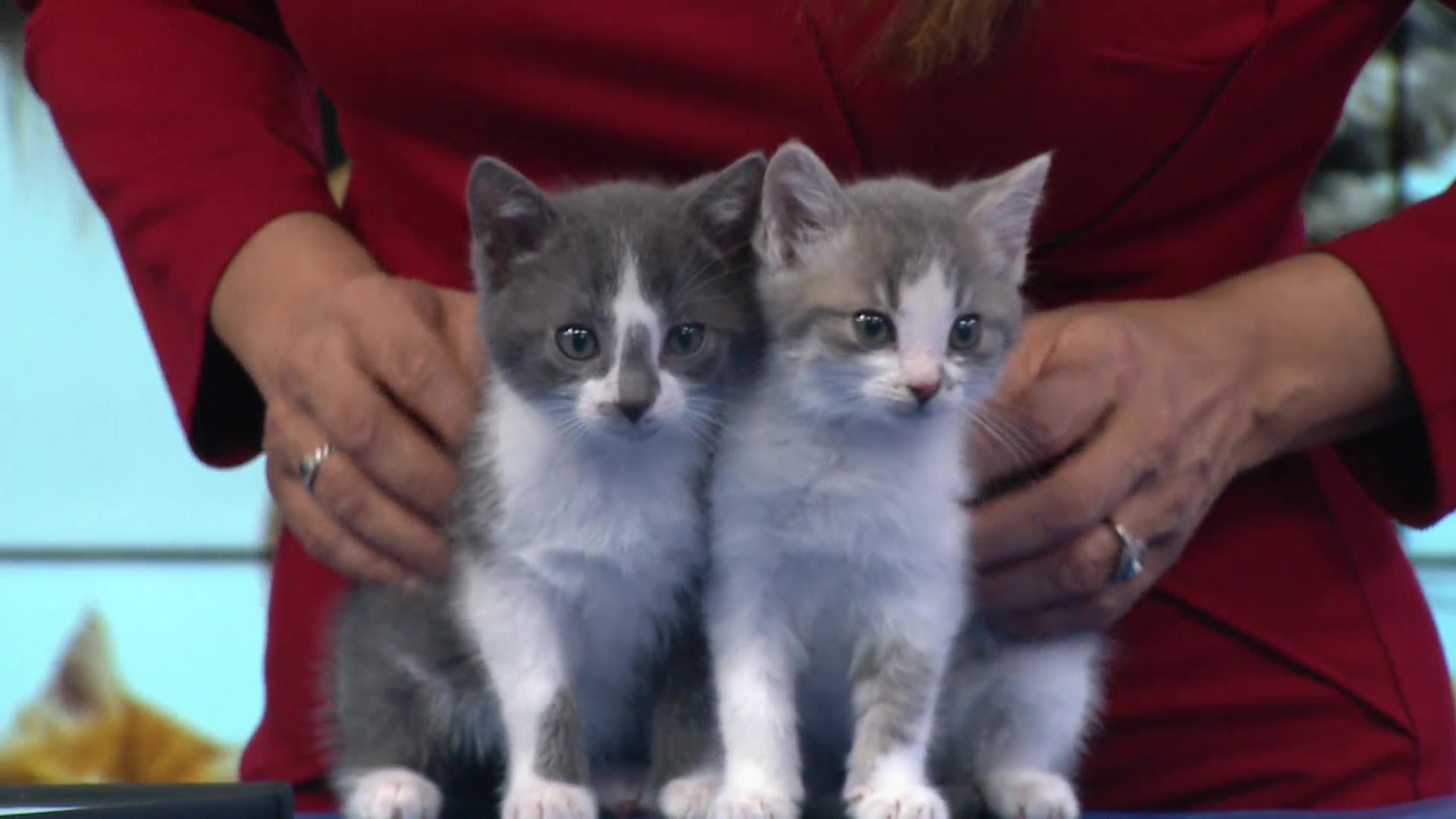 Pet of the Week: The SPCA spotlights Pals of Paws Society