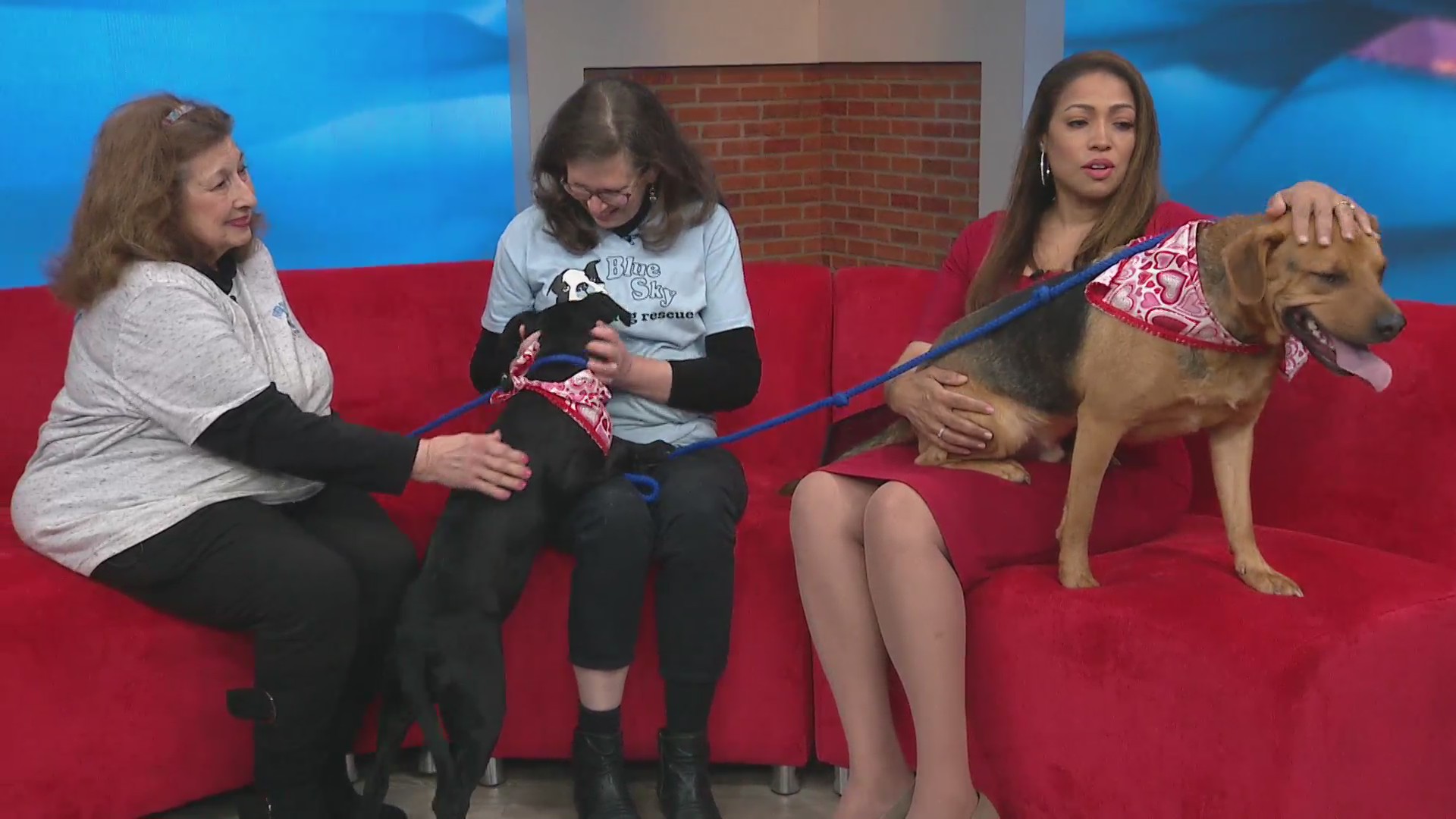 Meet our furry friends and their humans from Blue Sky Dog Rescue in our Pet of the Week series