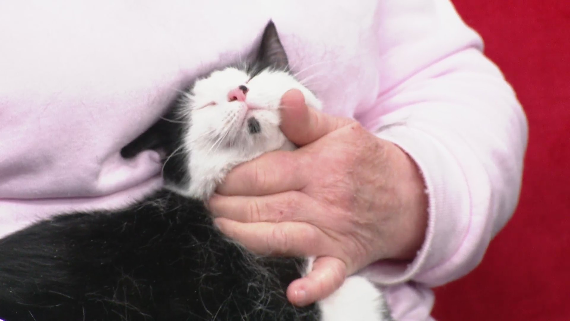 Meet the purrfect addition for your home: Mewtopia Cat Rescue features pets in need of adoption
