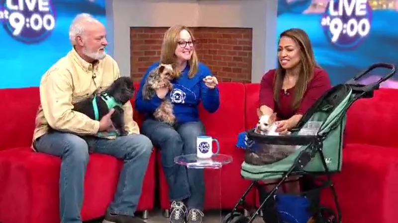 Pet of the Week: Diabetic dog in need of home steals hearts