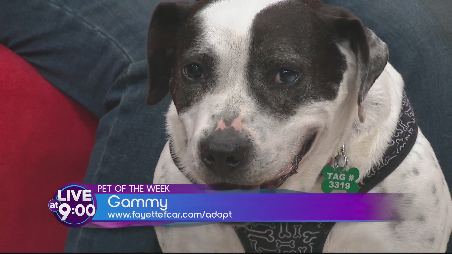 Once malnourished Gammy rescued, now ready for adoption along with other Fayette pets