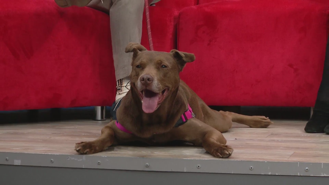 Meet Lulu, the lovable Lab mix looking for her forever home