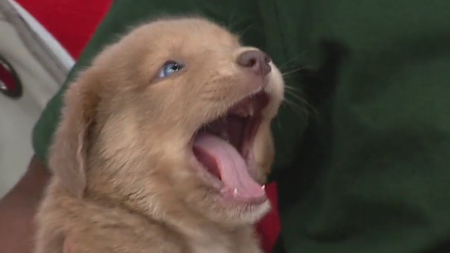 Puppy escape and cutest puppies in a bubble in Live at 9's Pet of the Week