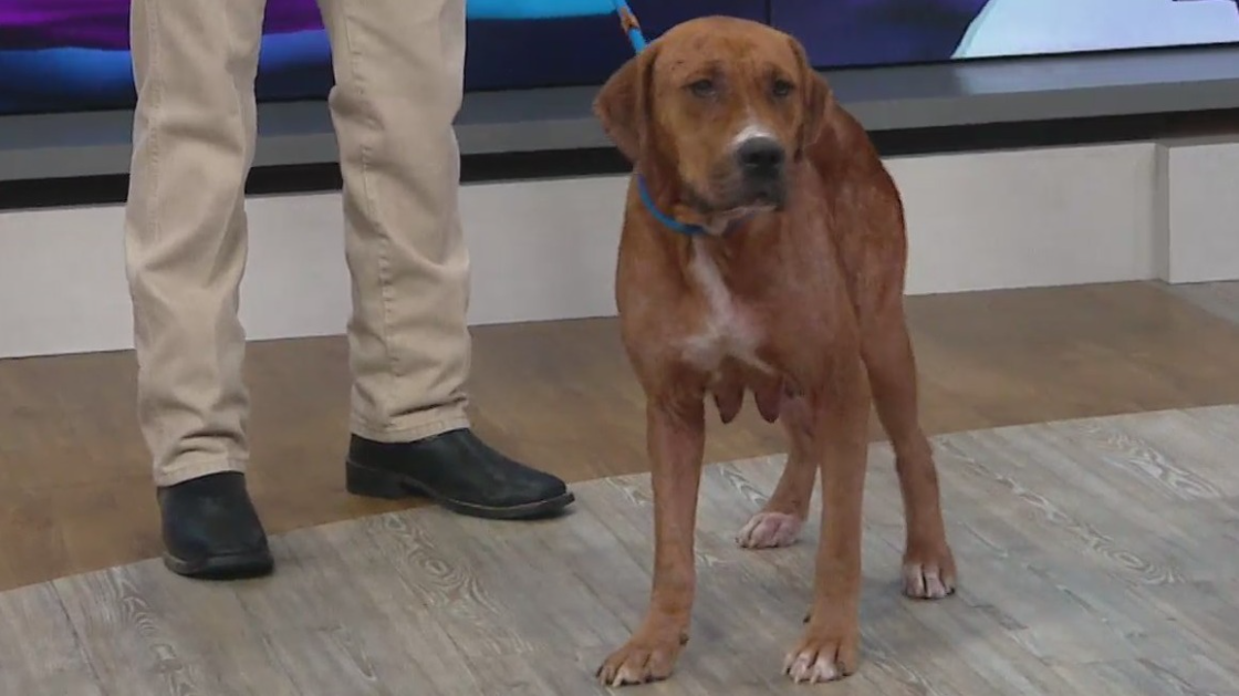 MAS director introduces Pet of the Week, describes toll of shelter work