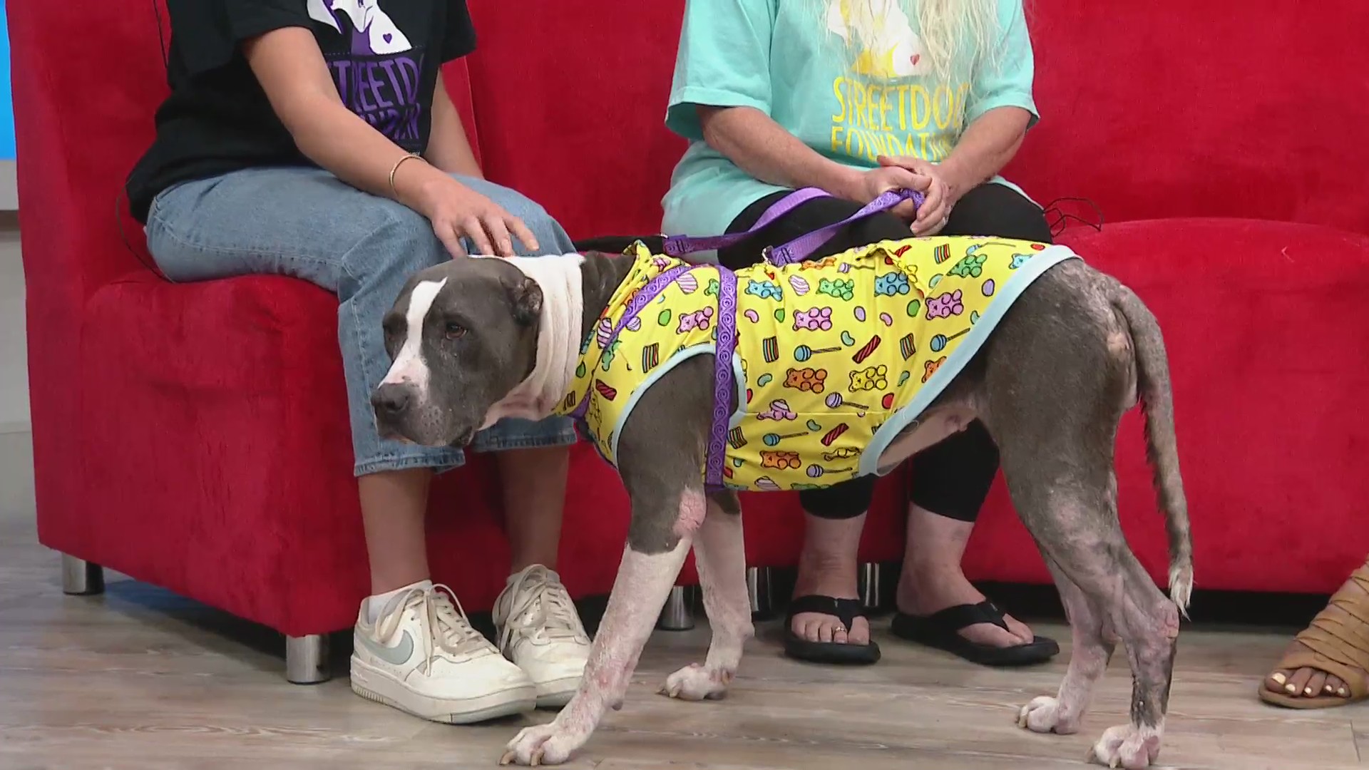 Loyal dog stays by the side of deceased owner for two weeks, now in need of a home