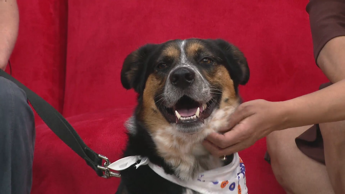 Humane Society adoption fees waived for upcoming FedEx St. Jude Championship