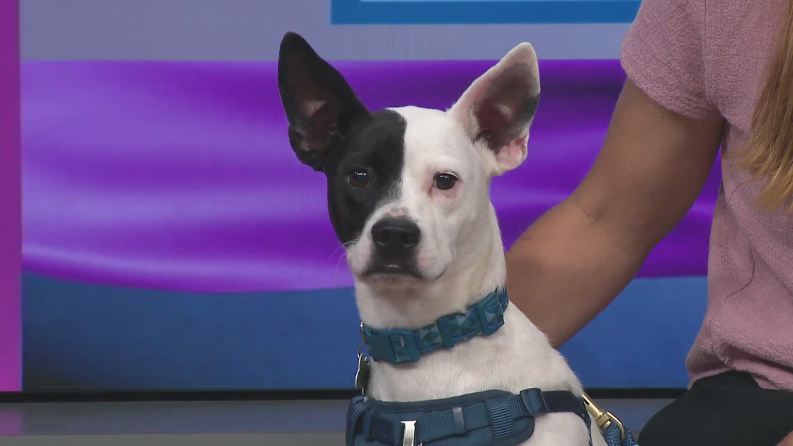 Jester is the perfect name for this sweet pup in need of a home, his pal Hunter needs help too