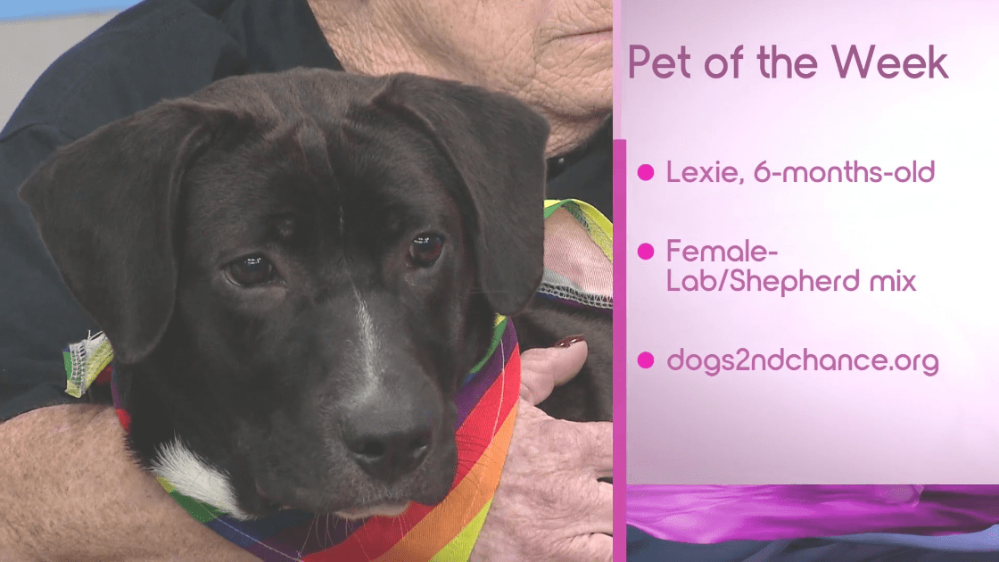 Last of her litter, Lexie is our Pet of the Week and it's Christmas in July with Dogs 2nd Chance