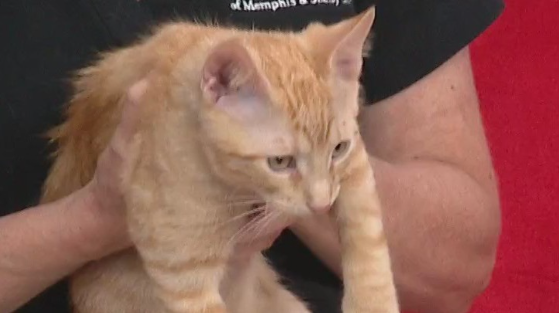 Pet of the Week: Two cats now for the price of one!