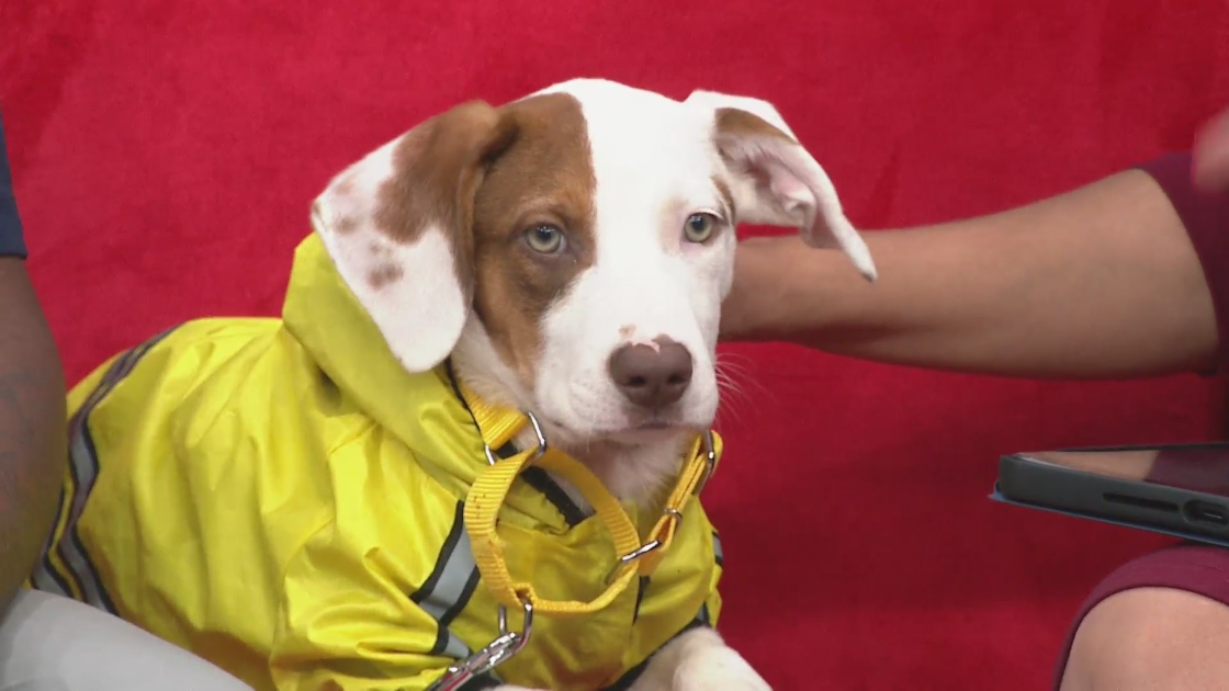Our Pet of the Week, 'Nacho' is ready for the rain!