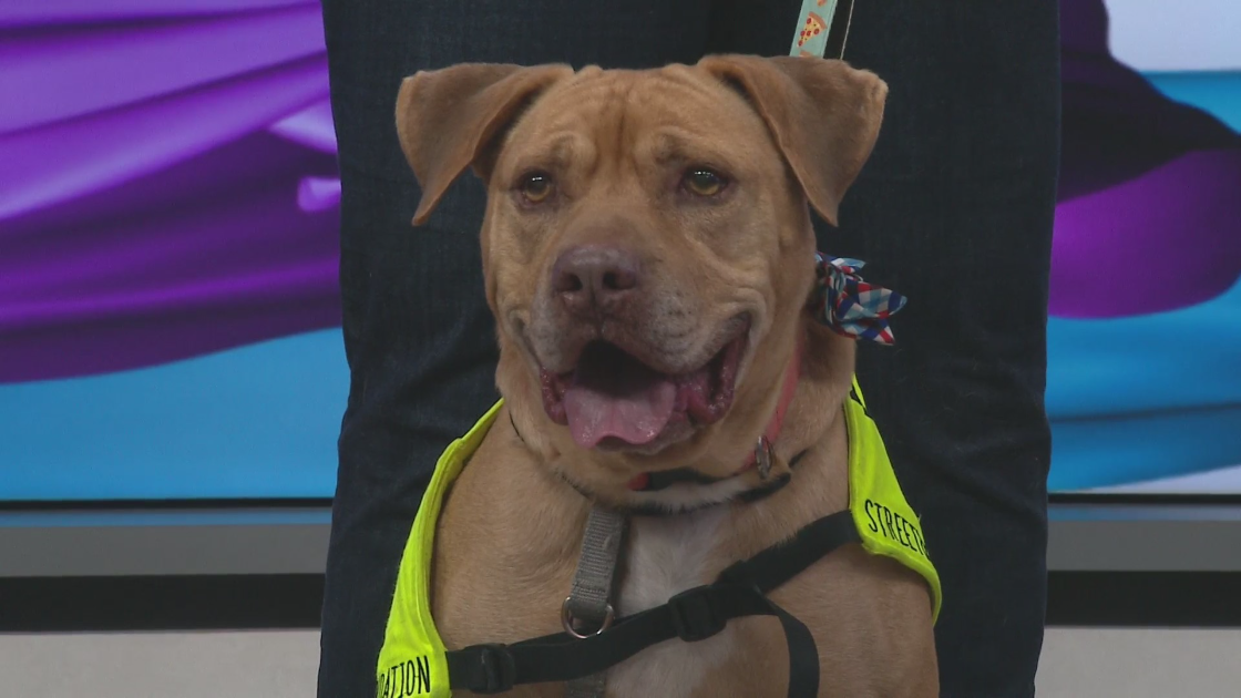 Hear the moving rescue story of our Pet of the Week, Botts!