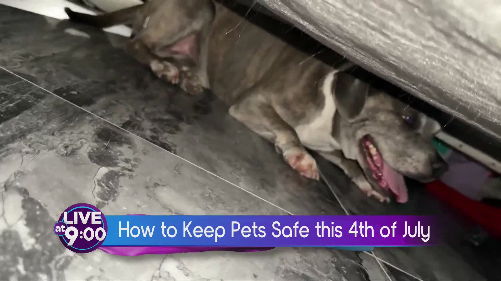 Tips to calm your pets during 4th of July fireworks anxiety