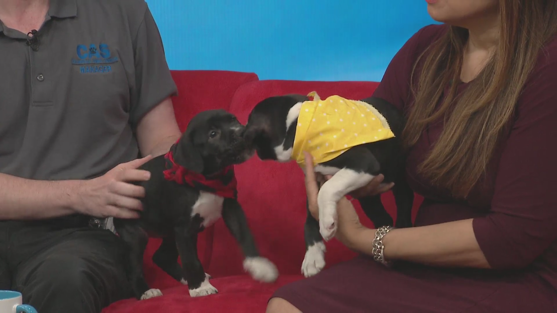 Cuddly sister pups, an immersive event, knock out pre-holiday pounds: What You Missed on Live at 9