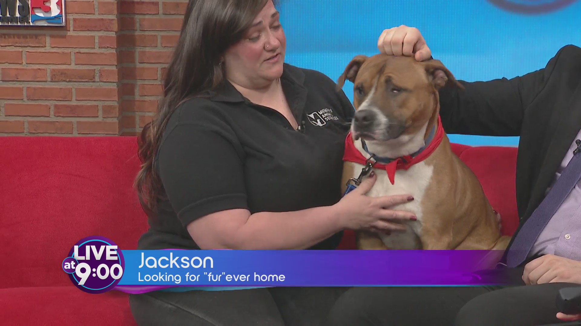 Jackson the Friendly Pup Needs a Forever Home!