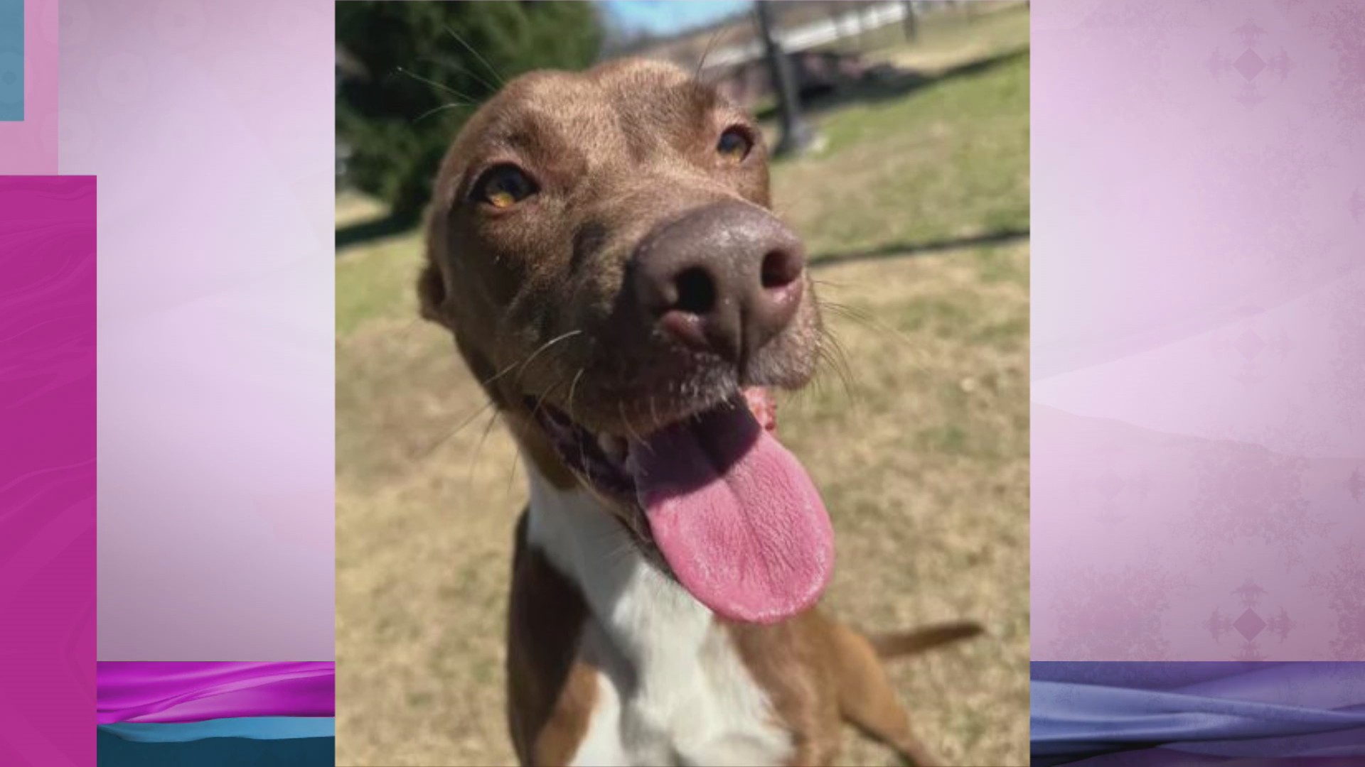 Meet Demure! A Sweet & Gentle Pup Who Needs a Loving Home!