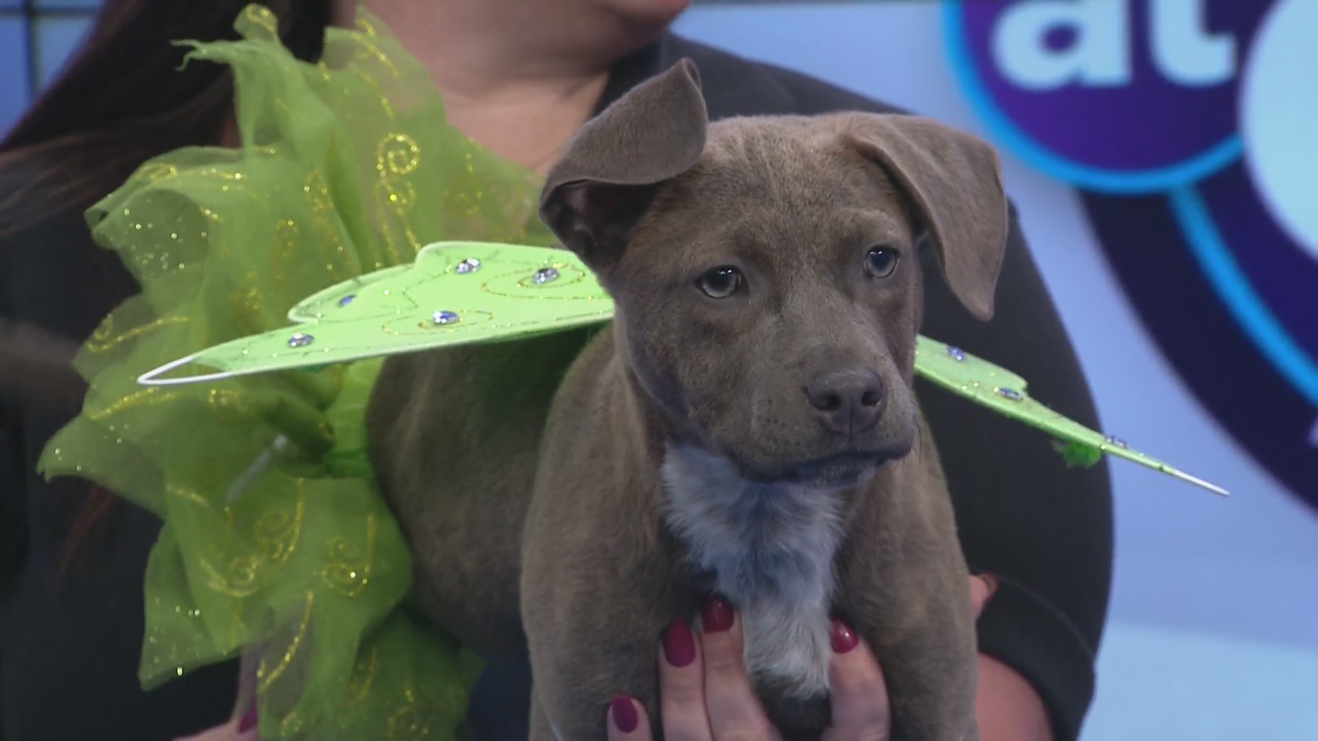 Meet Brooke: A Sweet Cuddle Bug Looking for Her Forever Family