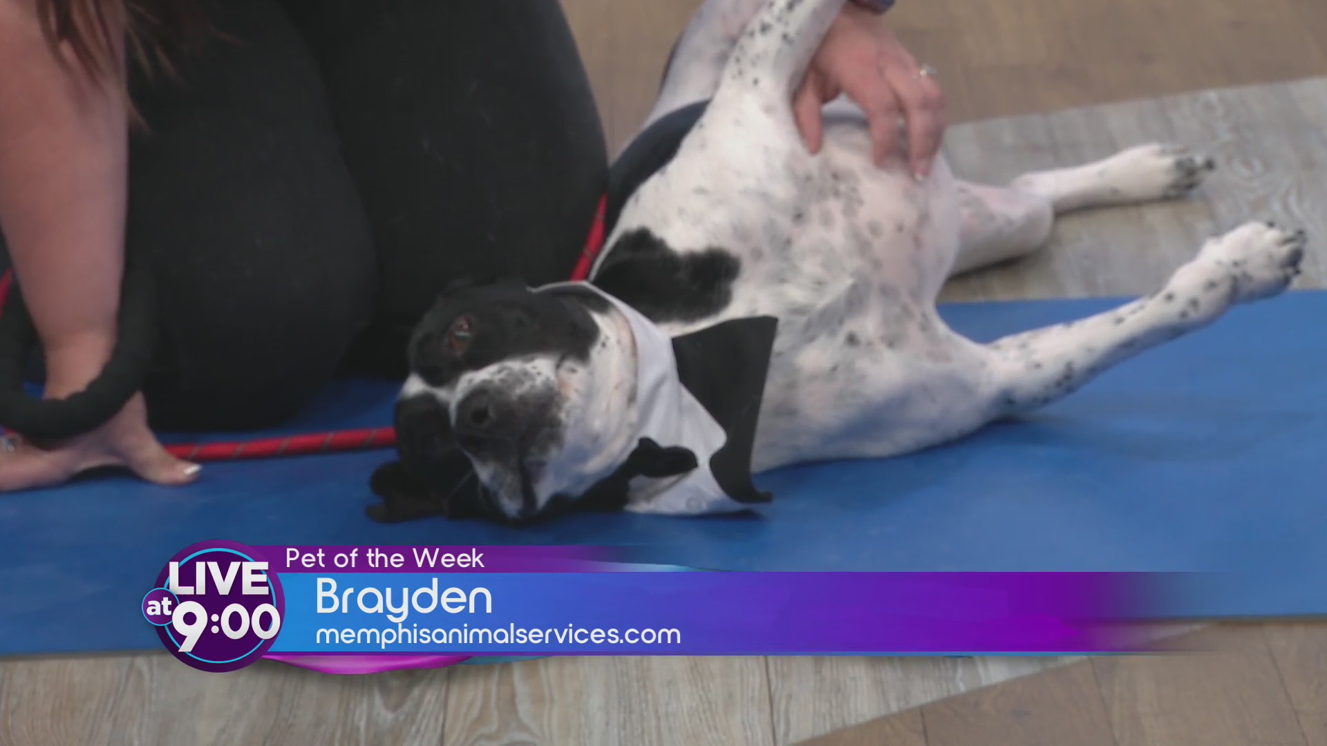 Brayden the Gentle Pup Is Smart, Sweet, and Ready to Go!