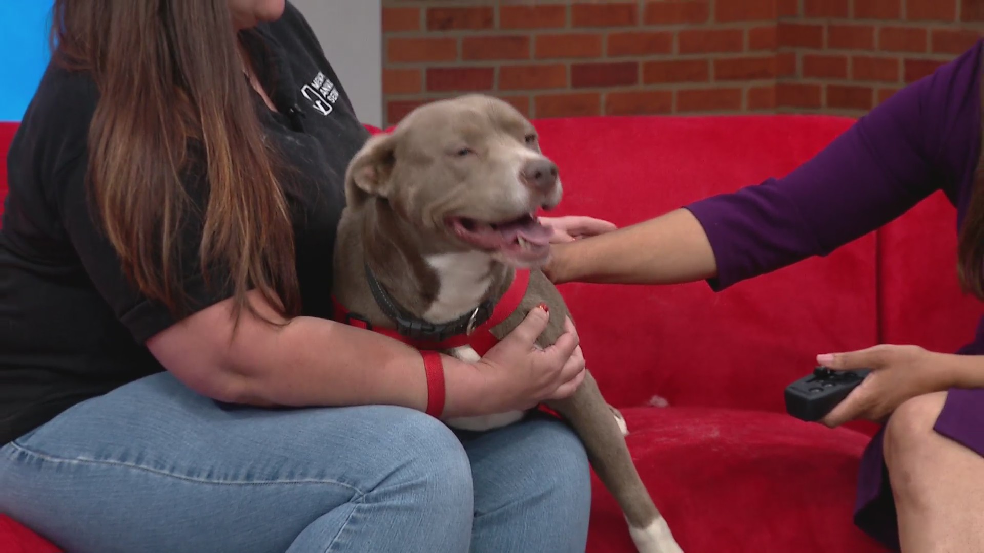 Meet Daisy June: The Sweetest Cuddle Bug Ready for Her Forever Home