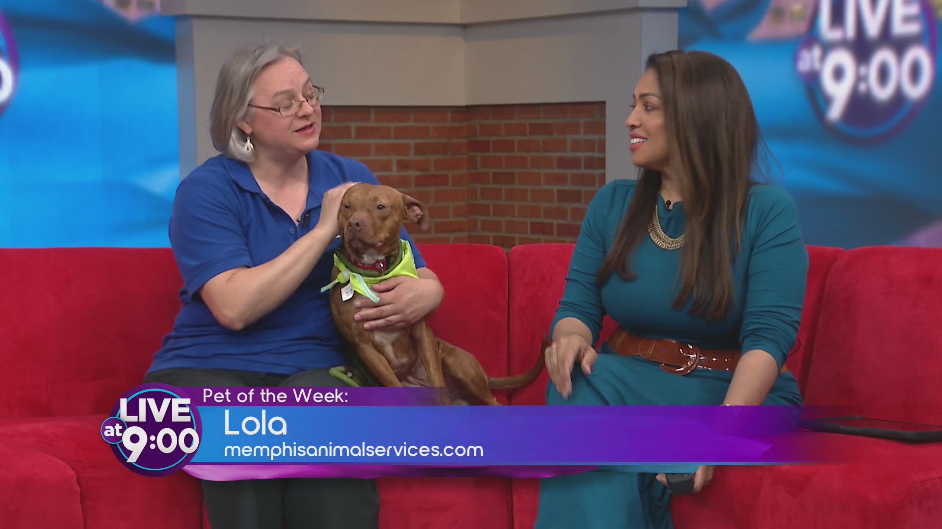 Pet of the Week: Meet Lola the Showgirl Pup