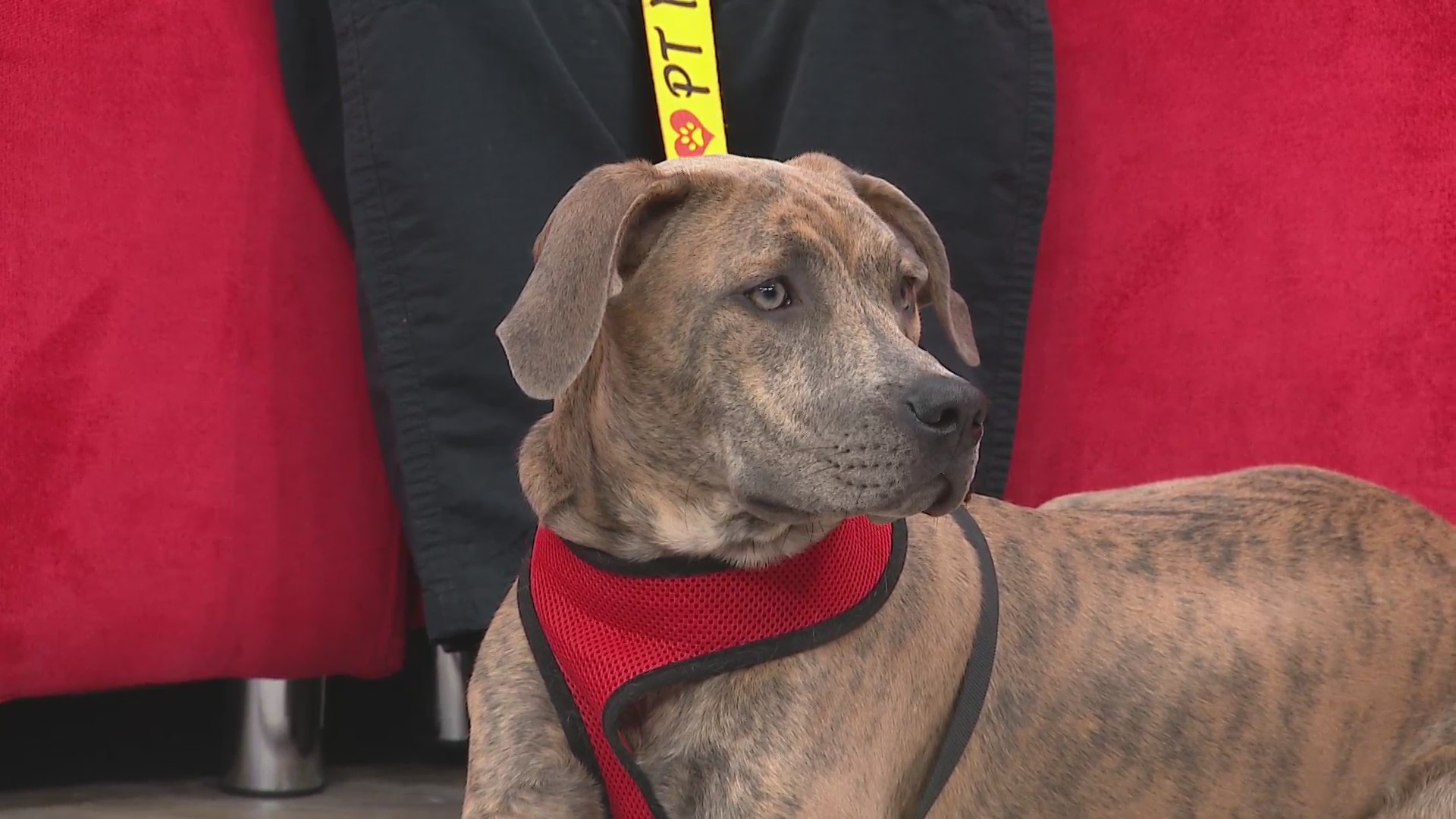 Meet Bella: Energetic Pup Ready for Adoption