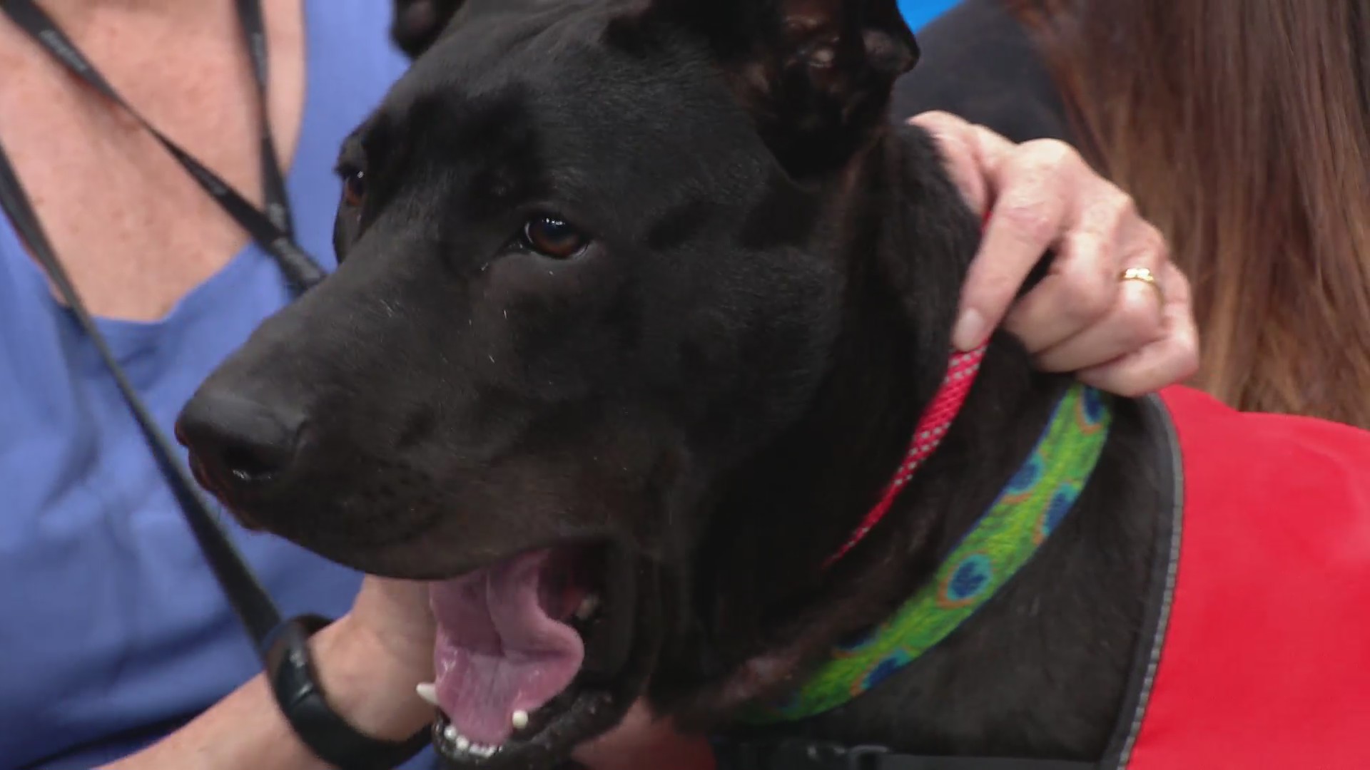 Meet Luke, This Week’s Pet of the Week