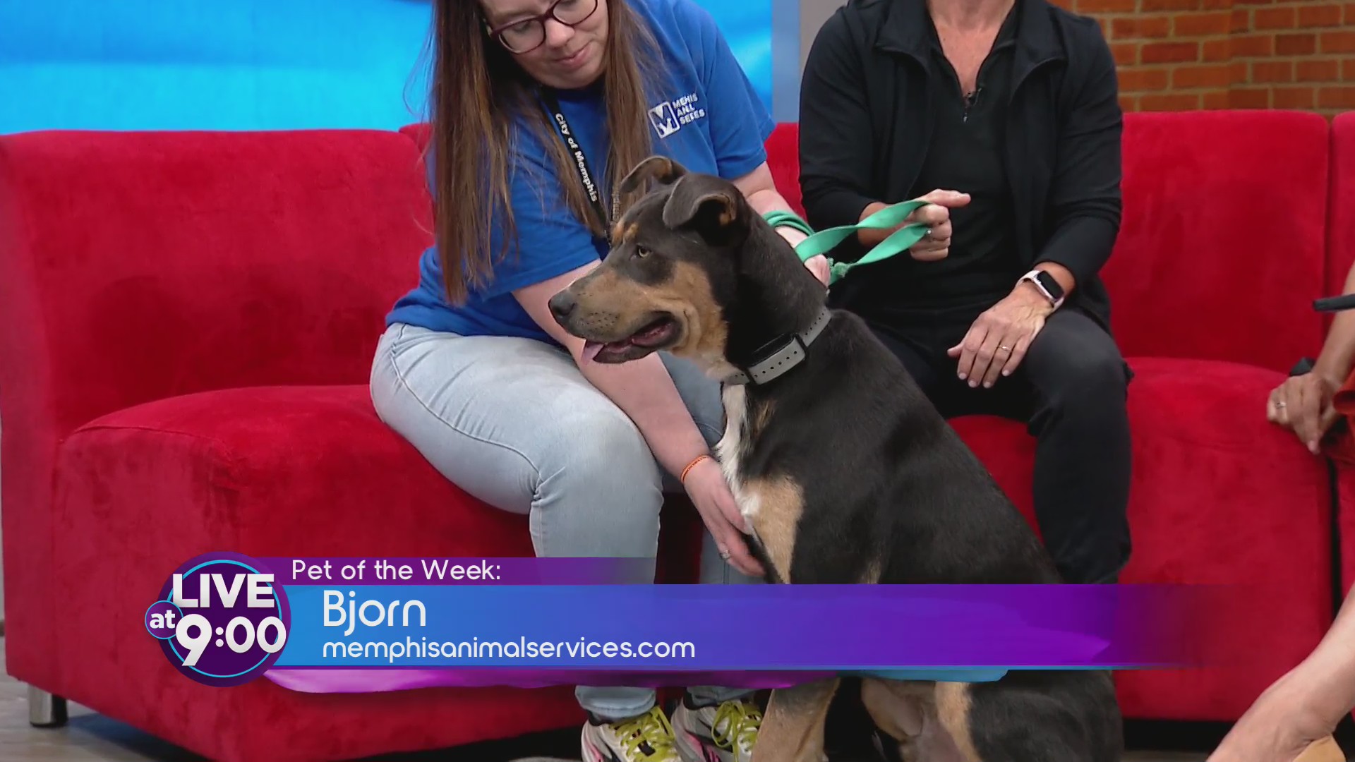 Meet Bjorn: Memphis Animal Services’ Adorable Adoptable