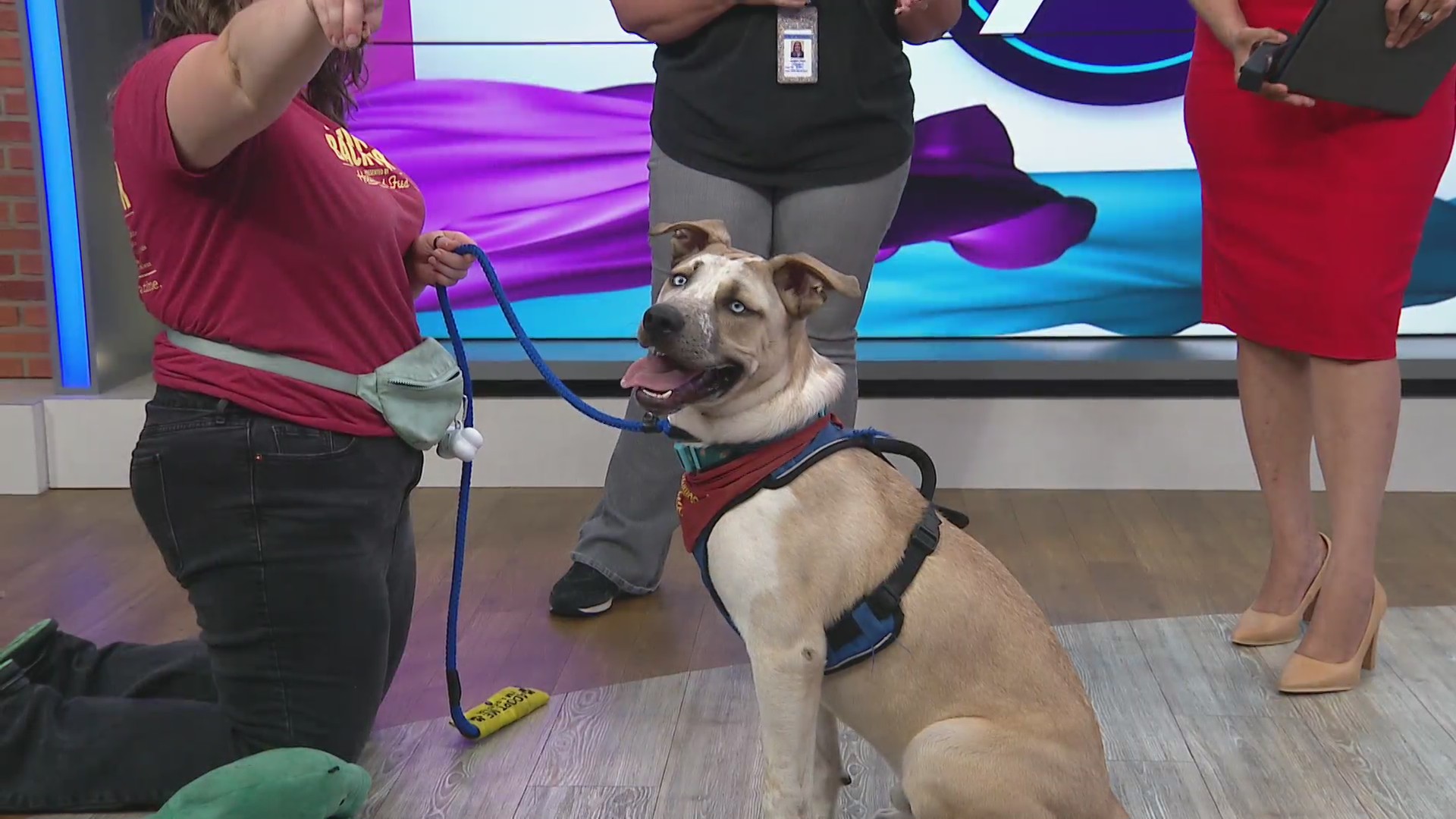 Pet of the Week: Meet Beansie!