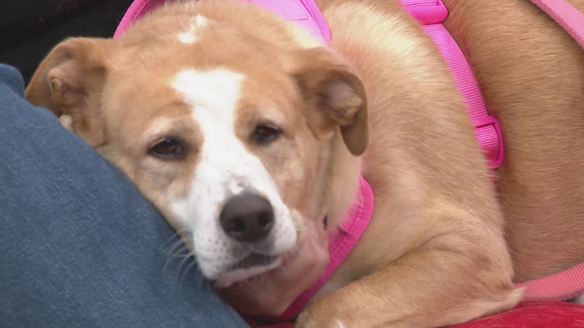 Pet of the Week: Meet Laid-Back Luna