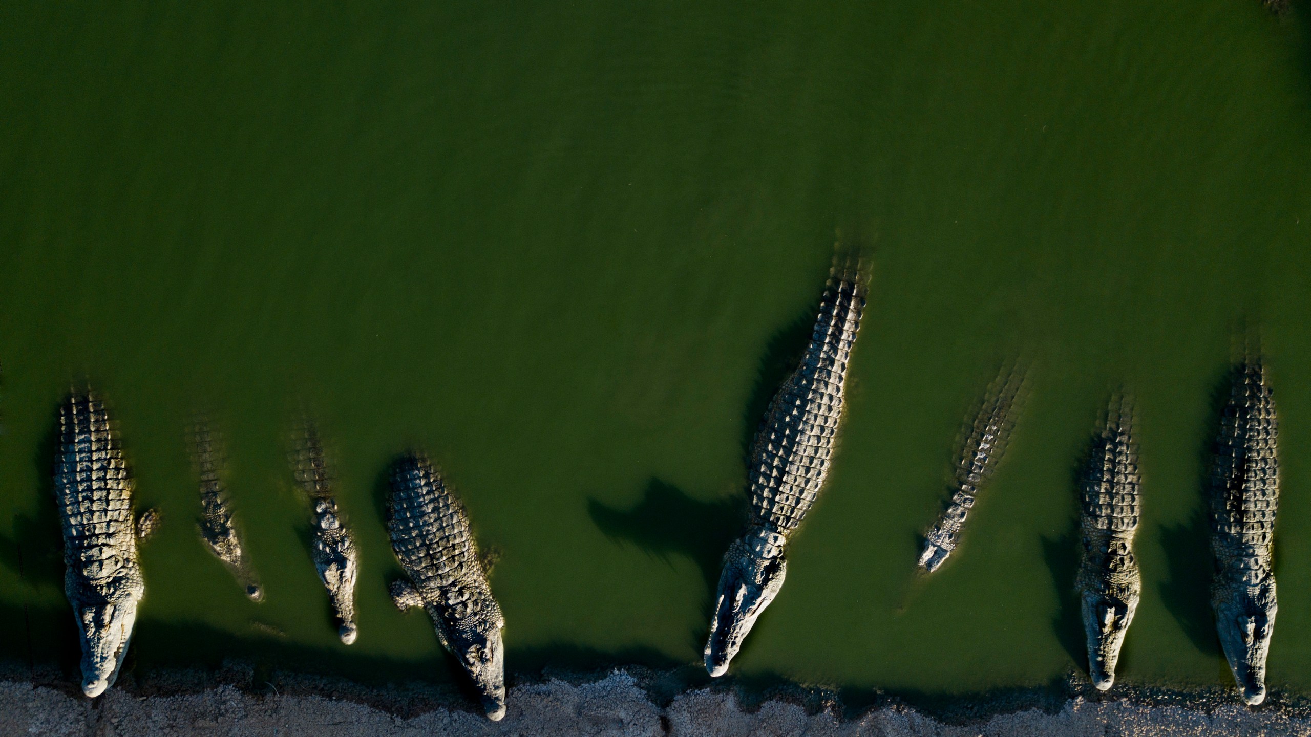 FILE - In this Aug. 6, 2018 photo, crocodiles rest in water at a a farm in the Jordan Valley, West Bank. (AP Photo/Dusan Vranic, file)
