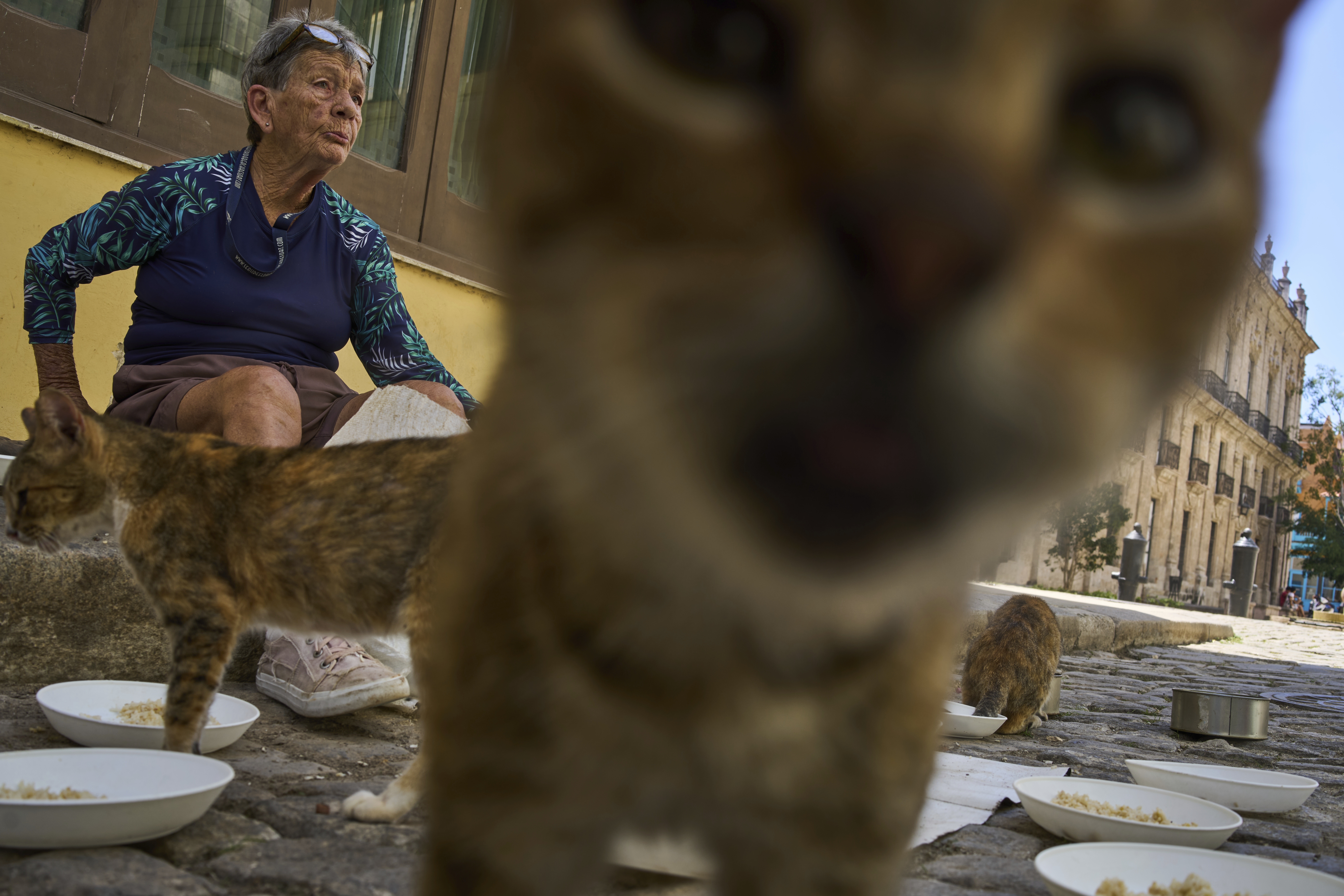 Nelida Perez Gonzalez feeds stray cats in Havana, Thursday, July 24, 2025. (AP Photo/Ramon Espinosa)