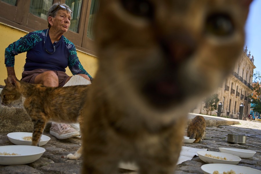 Nelida Perez Gonzalez feeds stray cats in Havana, Thursday, July 24, 2025. (AP Photo/Ramon Espinosa)