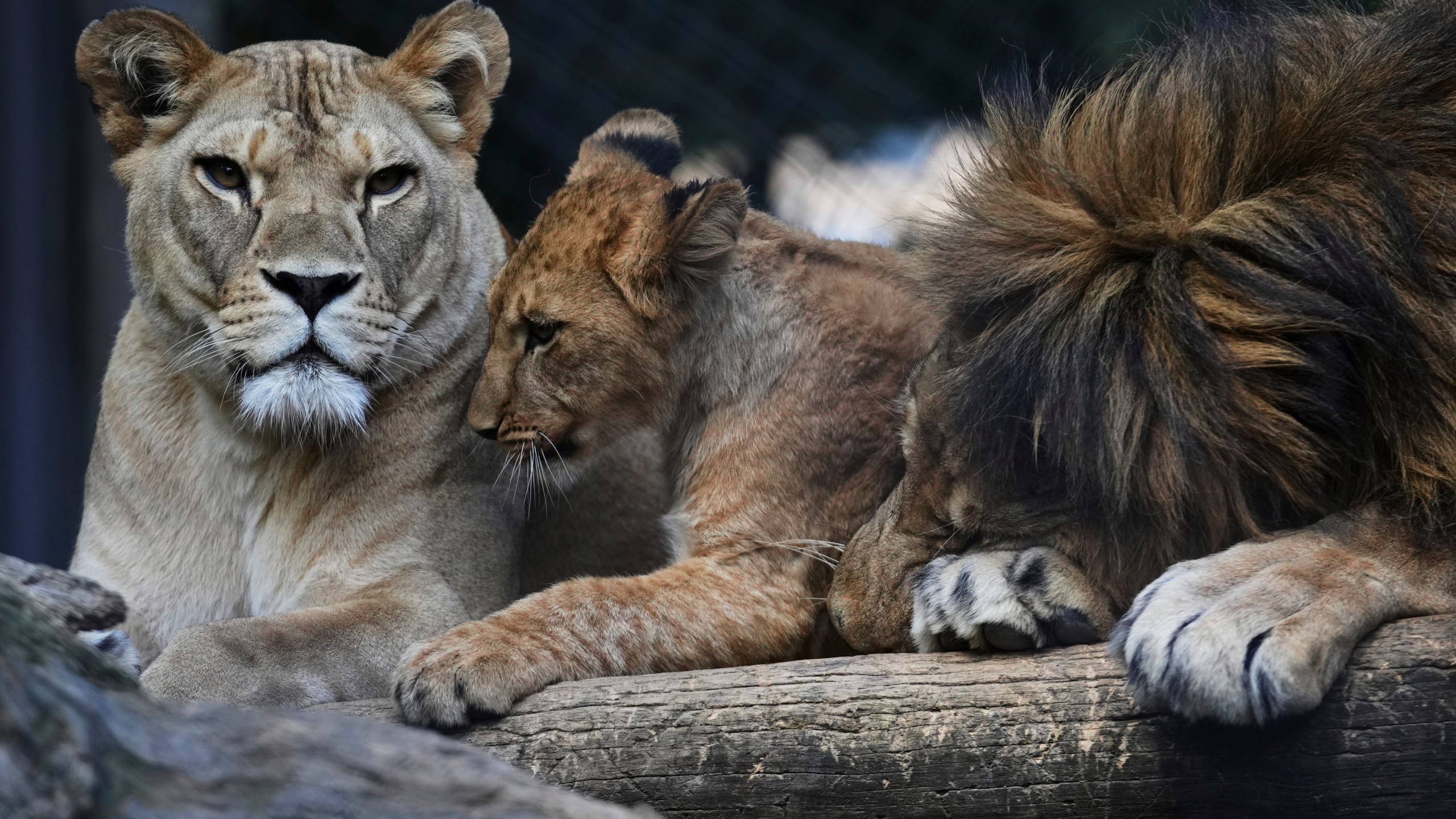 One of four Barbary lion cubs, that were born recently at the Safari Park Dvur Kralove, rests with its parents Khalila, left, and Bart at their enclosure, Czech Republic, Wednesday, Aug. 6, 2025. (AP Photo/Petr David Josek)