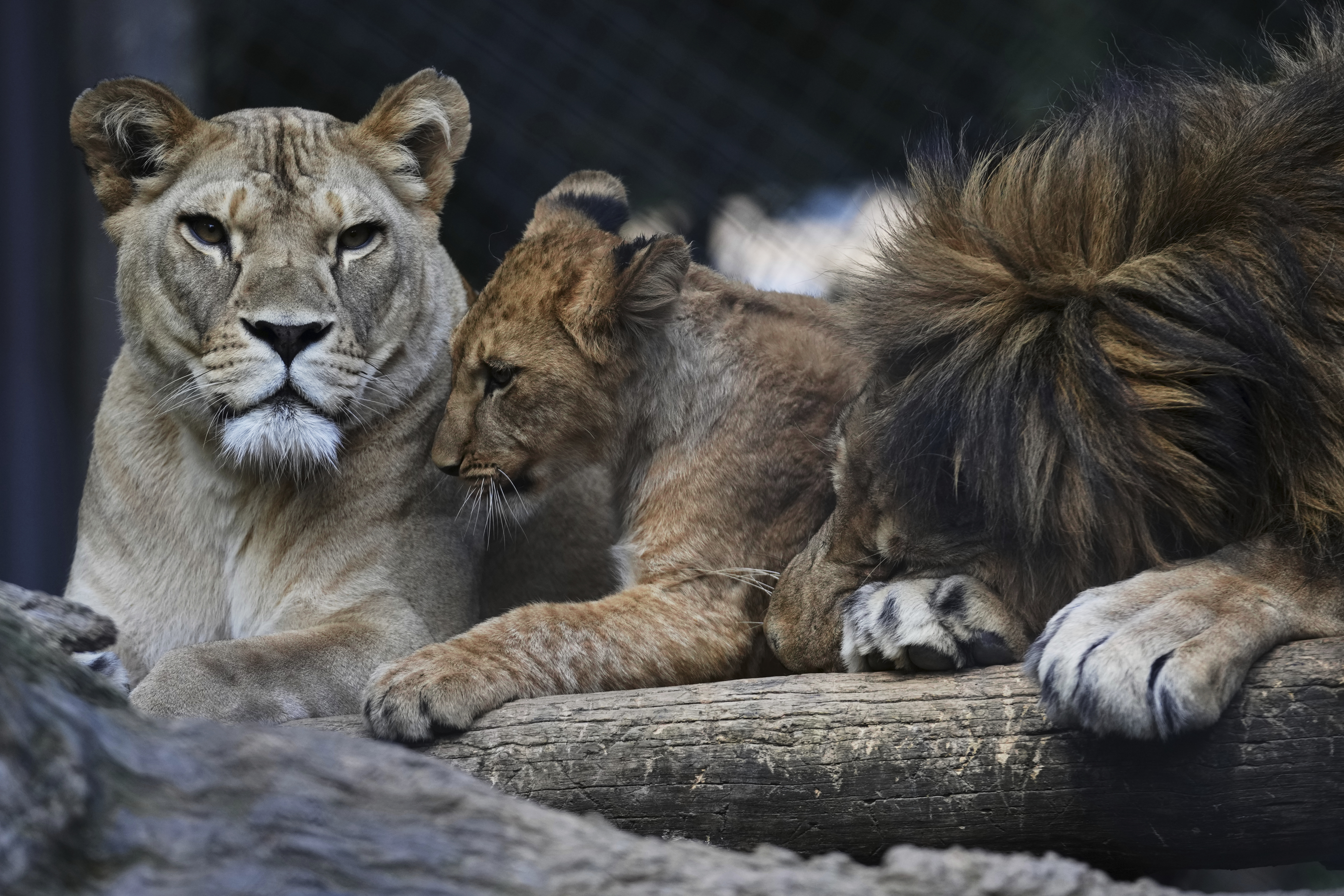 One of four Barbary lion cubs, that were born recently at the Safari Park Dvur Kralove, rests with its parents Khalila, left, and Bart at their enclosure, Czech Republic, Wednesday, Aug. 6, 2025. (AP Photo/Petr David Josek)