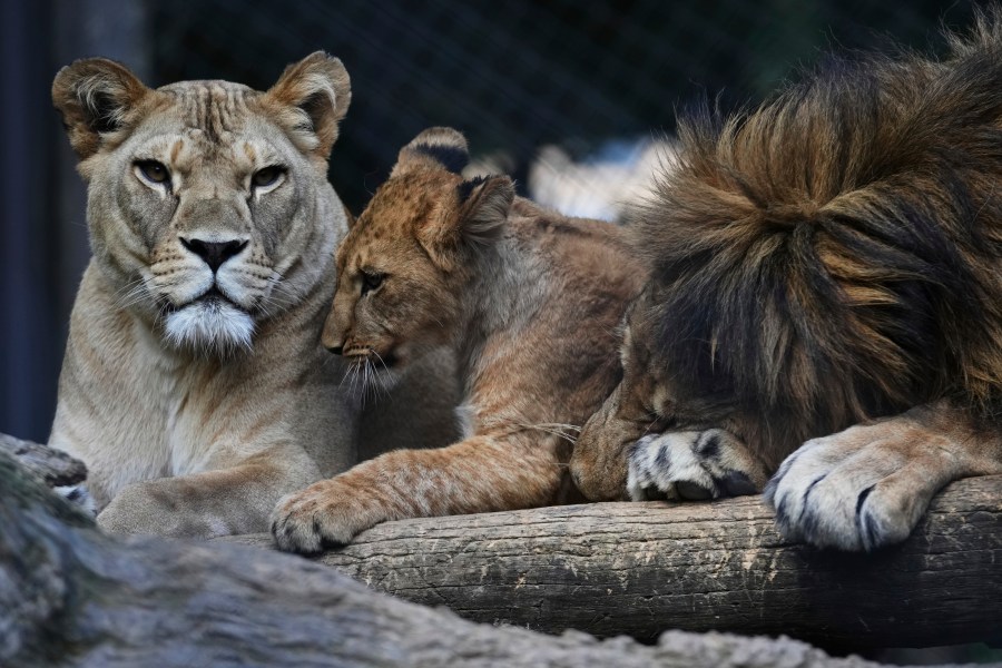 One of four Barbary lion cubs, that were born recently at the Safari Park Dvur Kralove, rests with its parents Khalila, left, and Bart at their enclosure, Czech Republic, Wednesday, Aug. 6, 2025. (AP Photo/Petr David Josek)