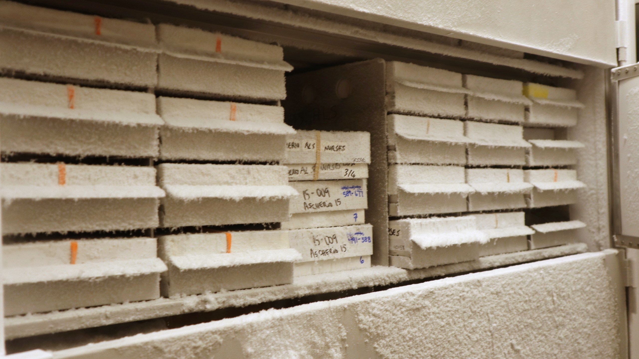 Blood samples used by Harvard University professor Alberto Ascherio to study the cause of neurodegenerative diseases are stored in a freezer at the university's T.H. Chan School of Public Health on Tuesday, Aug. 5, 2025 in Boston. (AP Photo/Leah Willingham)