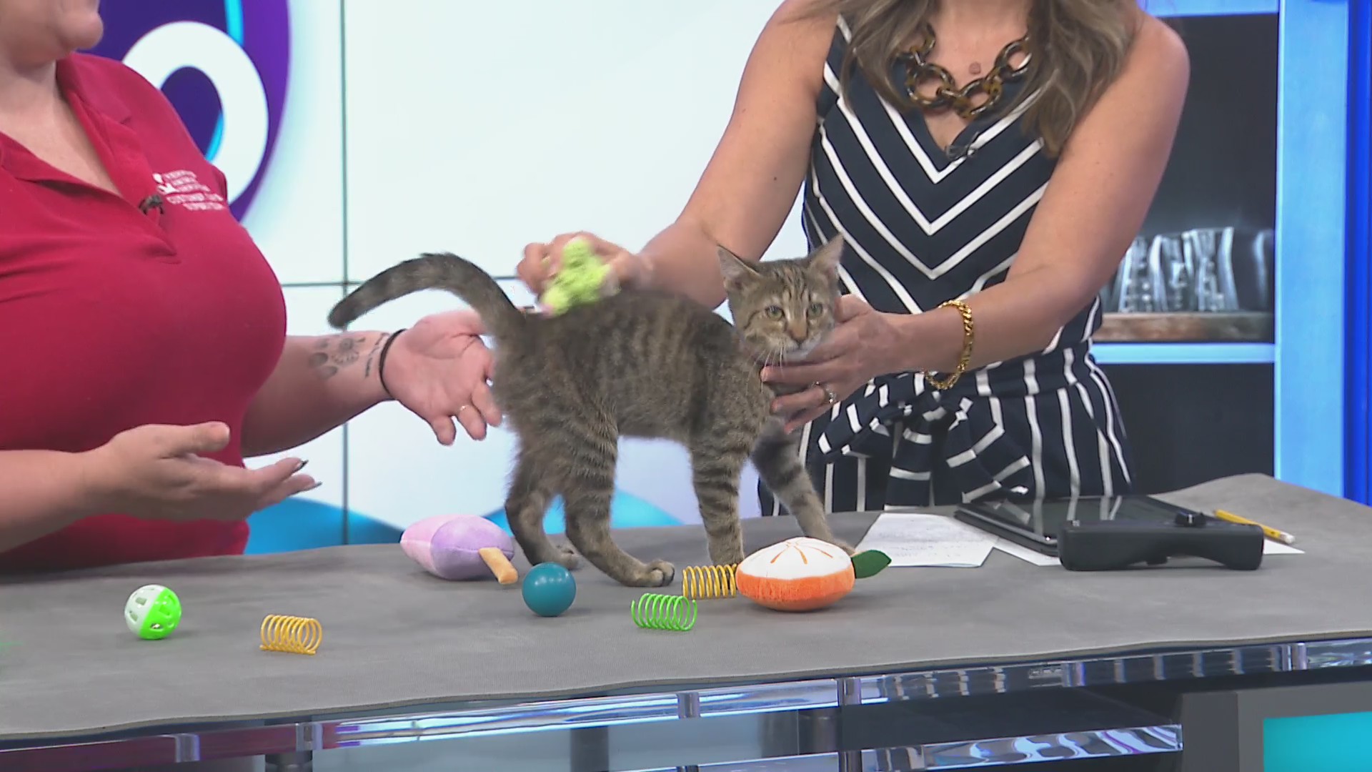 Pet of the Week! Memphis Animal Services Overrun with Kittens