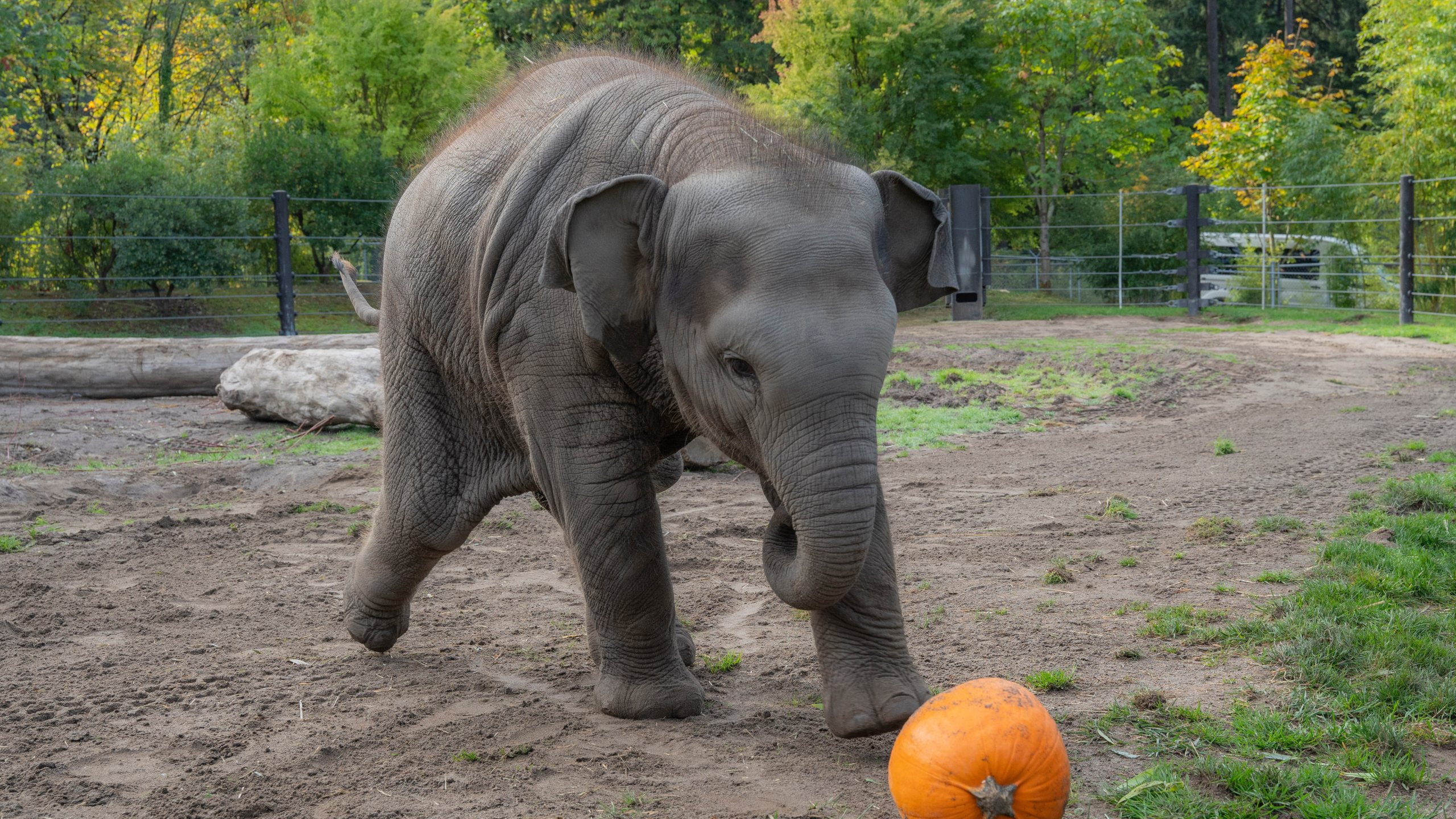 This photo provided by the Oregon Zoo shows Asian elephant calf Tula-Tu plays with a pumpkin at the Oregon Zoo in Portland, Ore., Thursday, Oct. 16, 2025. (Kathy Street/Oregon Zoo via AP)