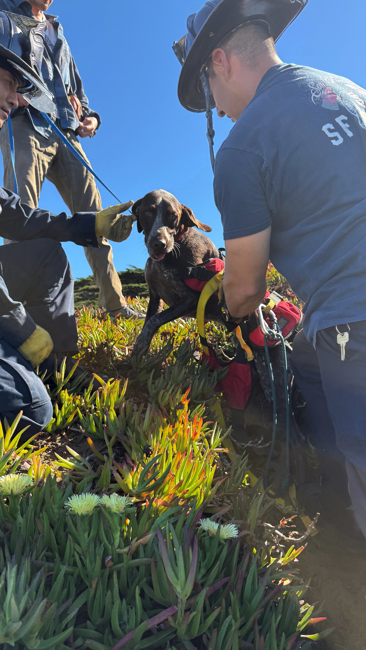 This photo provided by the San Francisco Fire Department shows firefighters after they rescued a dog who fell over a sea cliff in San Francisco on Tuesday, Oct. 28, 2025. (Rescue Captain Samuel Menchaca/San Francisco Fire Department via AP)