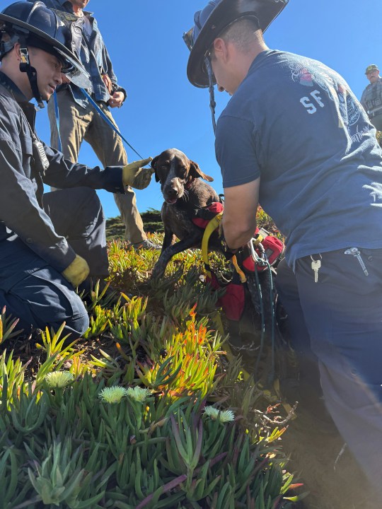 This photo provided by the San Francisco Fire Department shows firefighters after they rescued a dog who fell over a sea cliff in San Francisco on Tuesday, Oct. 28, 2025. (Rescue Captain Samuel Menchaca/San Francisco Fire Department via AP)