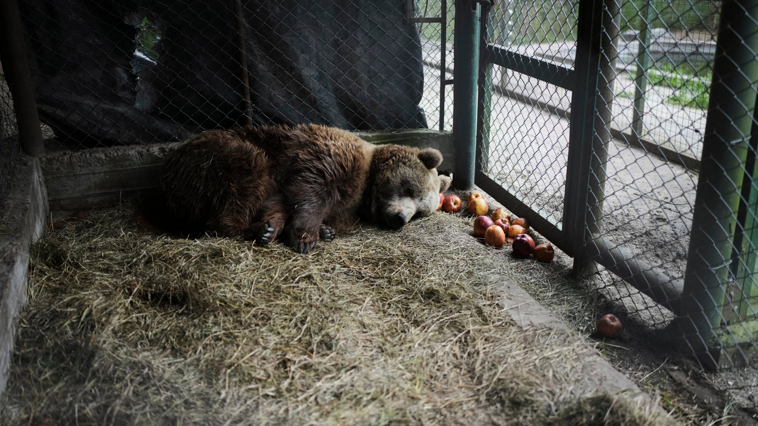 Florencia, a brown bear, lies in her cage at the former Lujan Zoo, which closed in 2020, where in recent days a global animal welfare organization has been treating animals, in Lujan, Argentina, Thursday, Oct. 30, 2025. (AP Photo/Natacha Pisarenko)