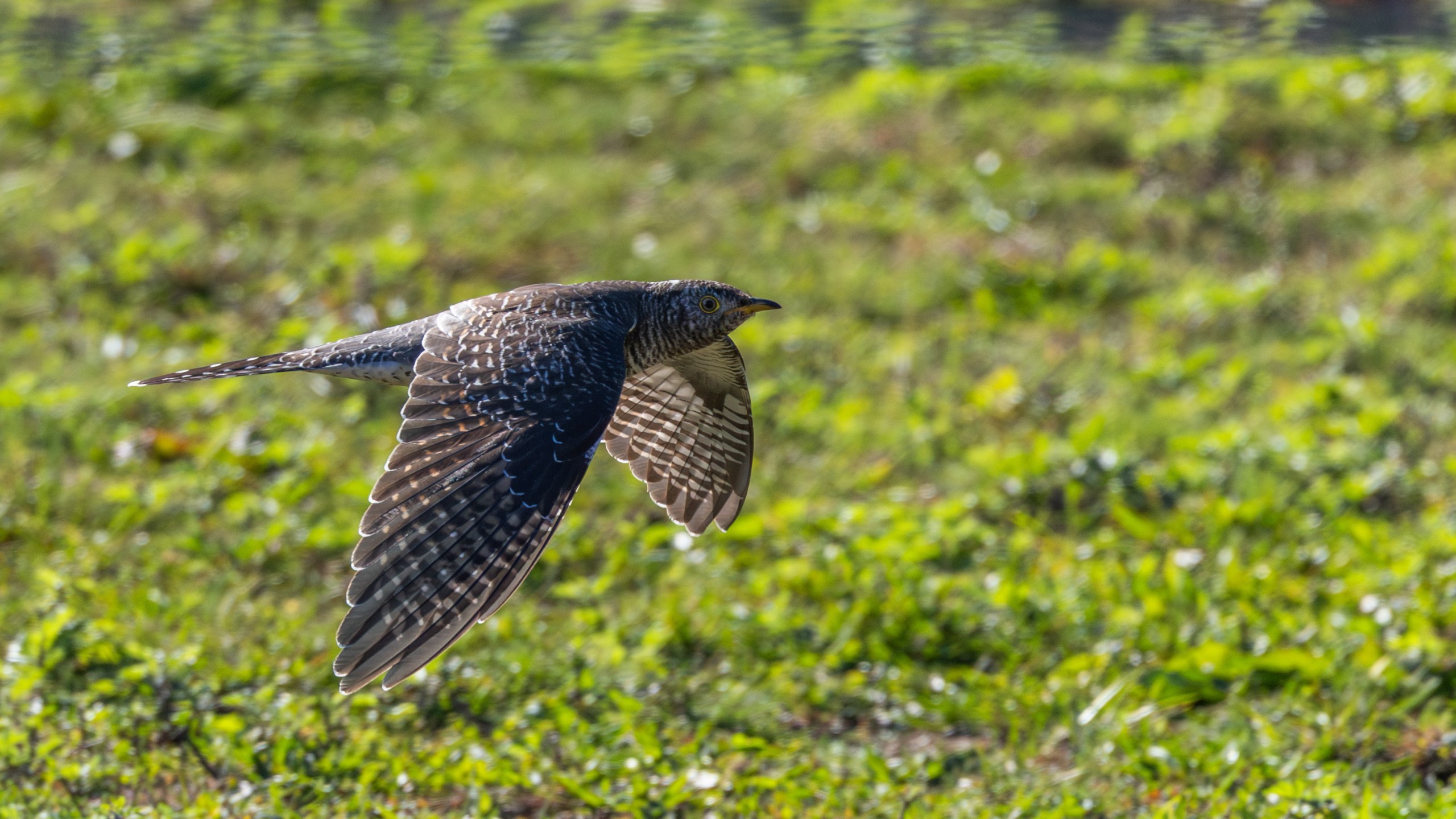 This photo provided by Cornell Lab of Ornithology shows a Common Cuckoo on Oct. 24, 2025 in Woods at Cherry Creek Suffolk, N.Y. (Jay McGowan/Cornell Lab of Ornithology via AP)