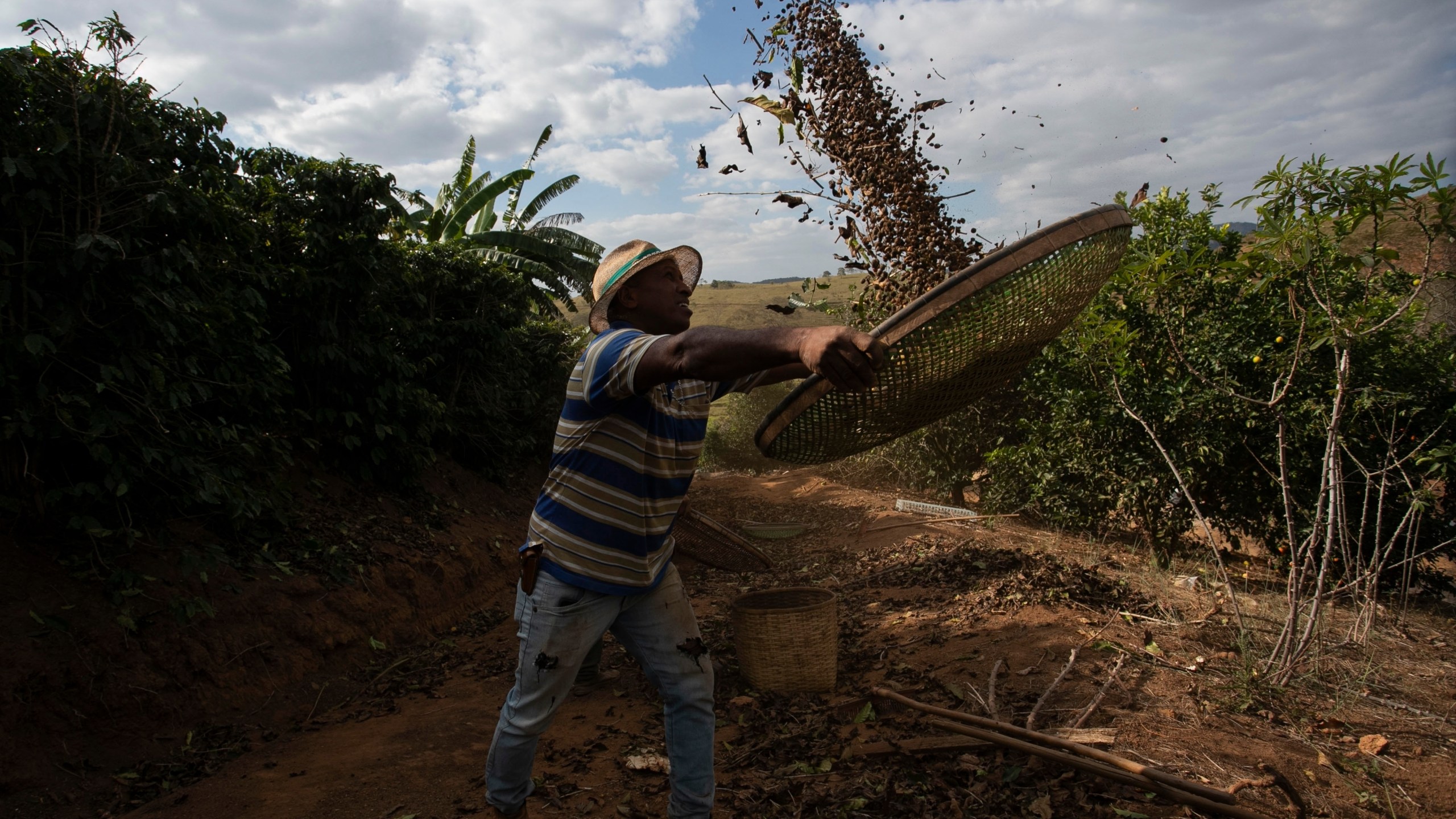 FILE - Coffee producer Jose Natal da Silva sifts coffee beans on his farm in Porciuncula, Rio de Janeiro state, Brazil, July 17, 2025. (AP Photo/Bruna Prado, File)