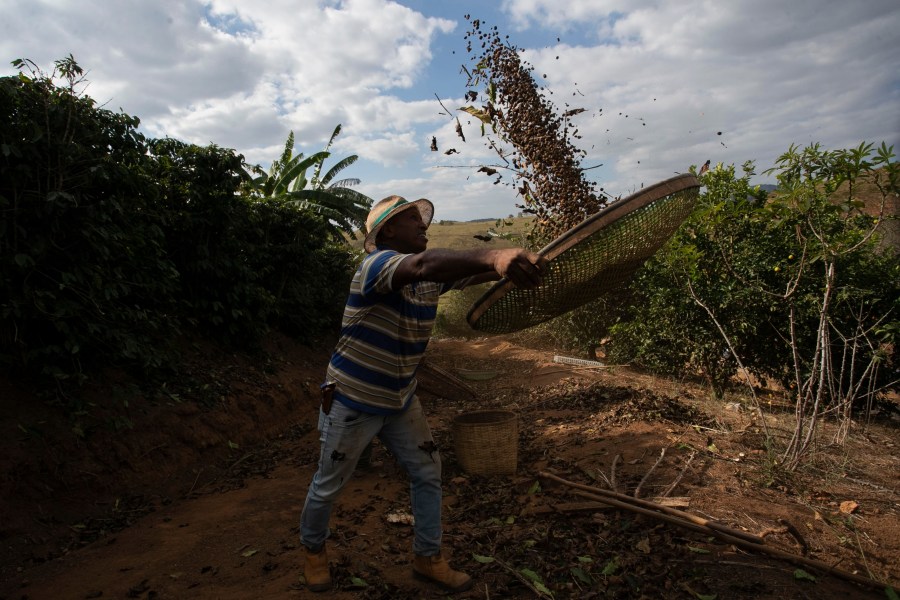 FILE - Coffee producer Jose Natal da Silva sifts coffee beans on his farm in Porciuncula, Rio de Janeiro state, Brazil, July 17, 2025. (AP Photo/Bruna Prado, File)