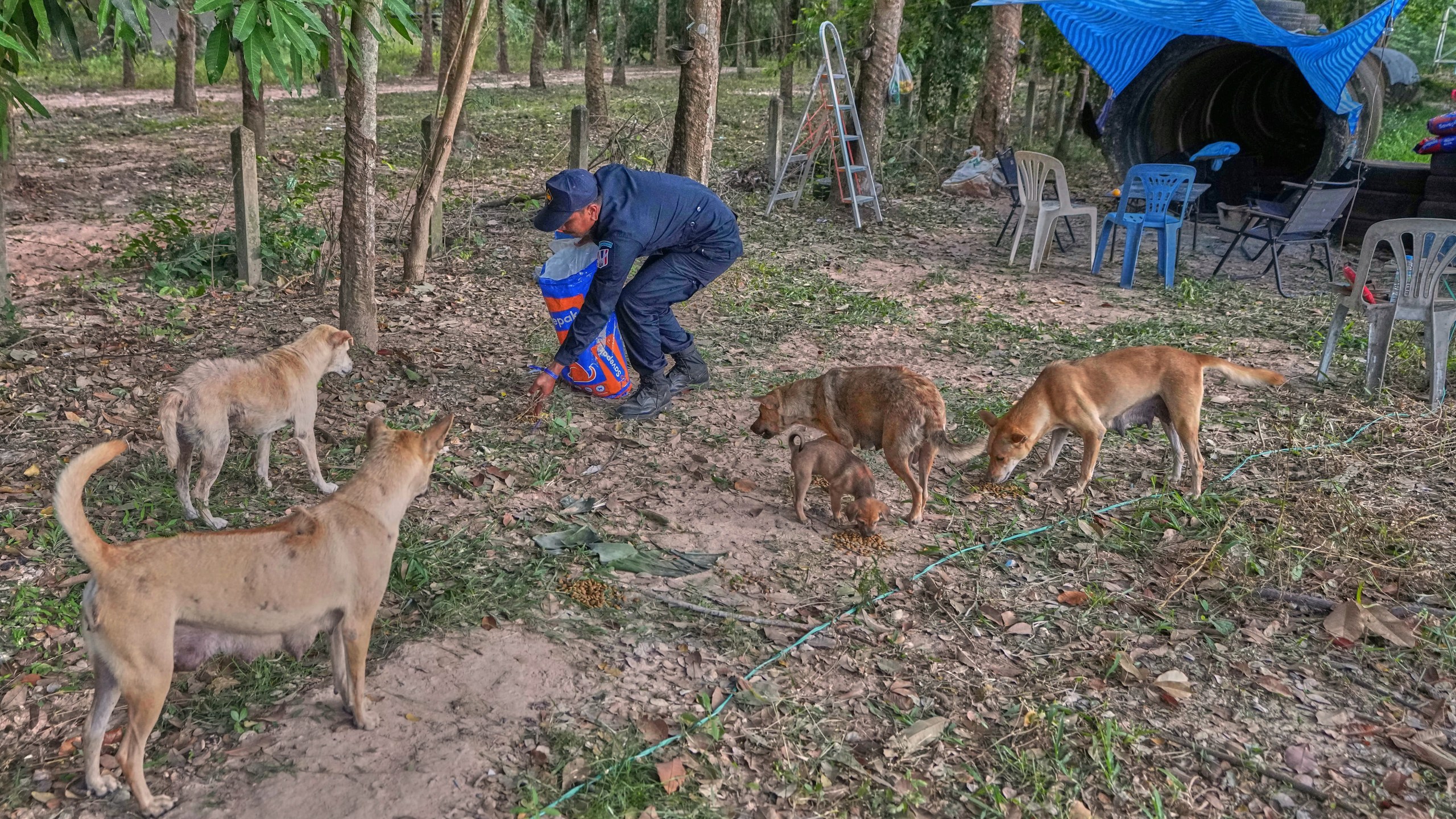 Village security volunteer Alonkot Sae-Lee gives food to stray dogs in the community front of shelter while villagers have moved to an evacuation center amid the ongoing border conflict between Thailand and Cambodia, in Buriram province, Thailand, Friday, Dec. 12, 2025. (AP Photo/Sakchai Lalit)
