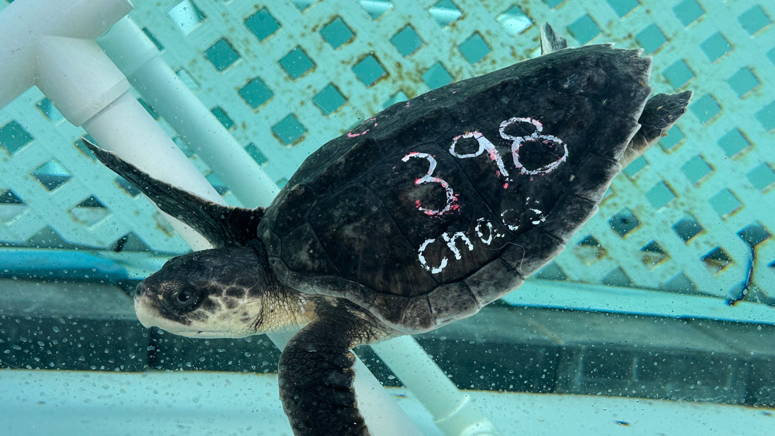 A Kemps Ridley sea turtle swims in a tank at Loggerhead Marinelife Center Monday, Dec. 15, 2025, in Juno Beach, Fla. (AP Photo/Cody Jackson)