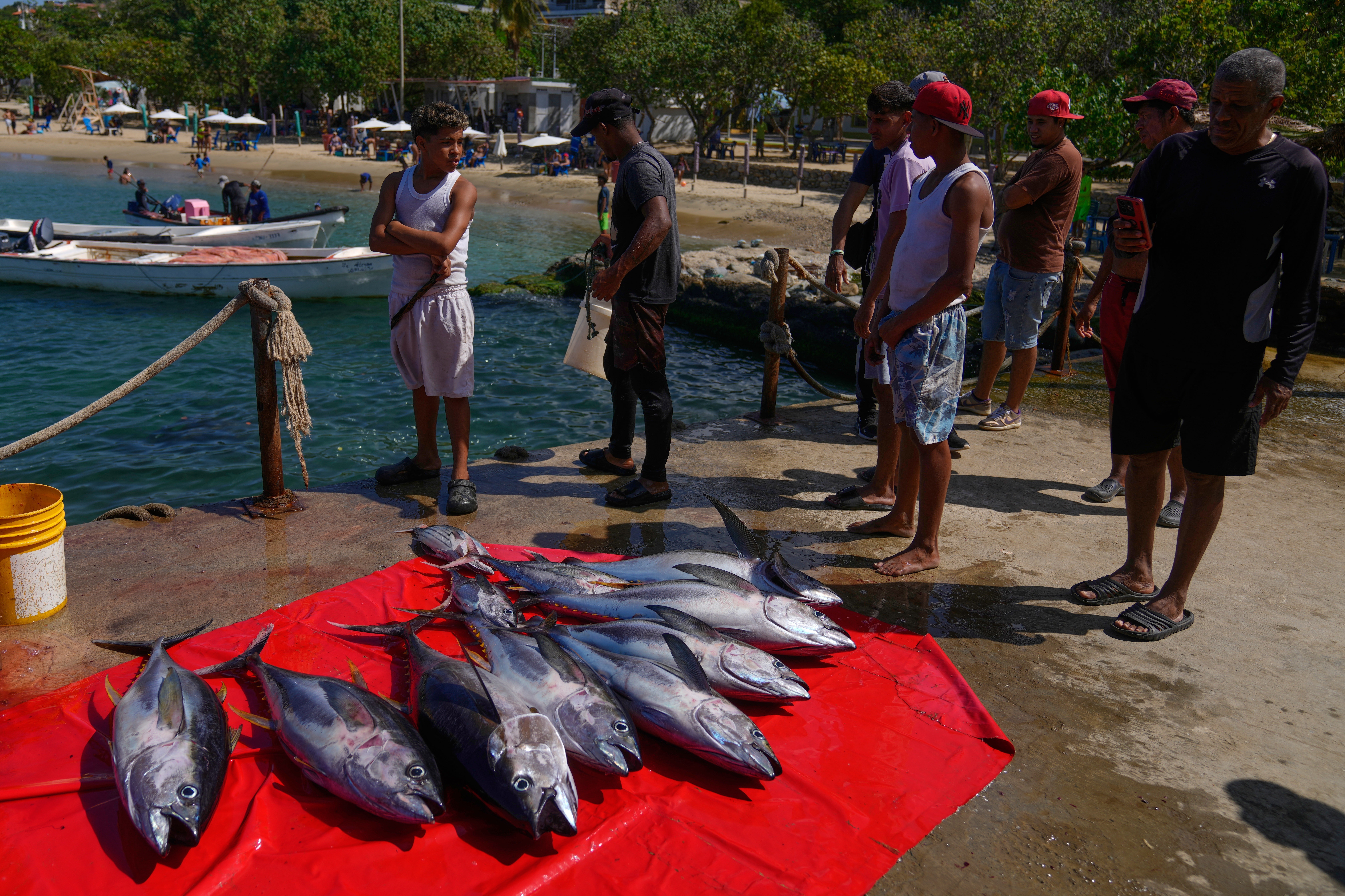 Fresh tuna is for sale on Macuto beach in Venezuela, Wednesday, Dec. 17, 2025. (AP Photo/Ariana Cubillos)