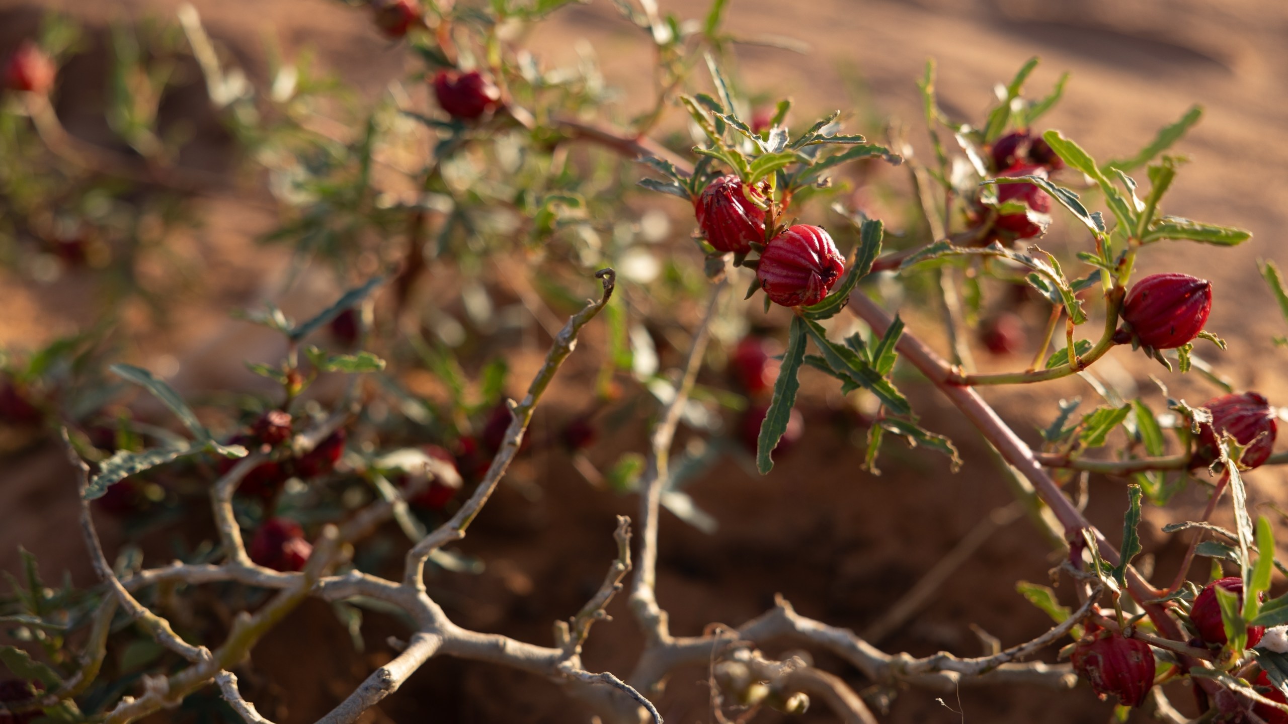 Plants flower in the dry desert plains of the Sahel bloom in Mbera Refugee Camp, near Bassikounou, Hodh El Chargui Region, Mauritania, Saturday Nov. 8, 2025. (AP Photo/Caitlin Kelly)