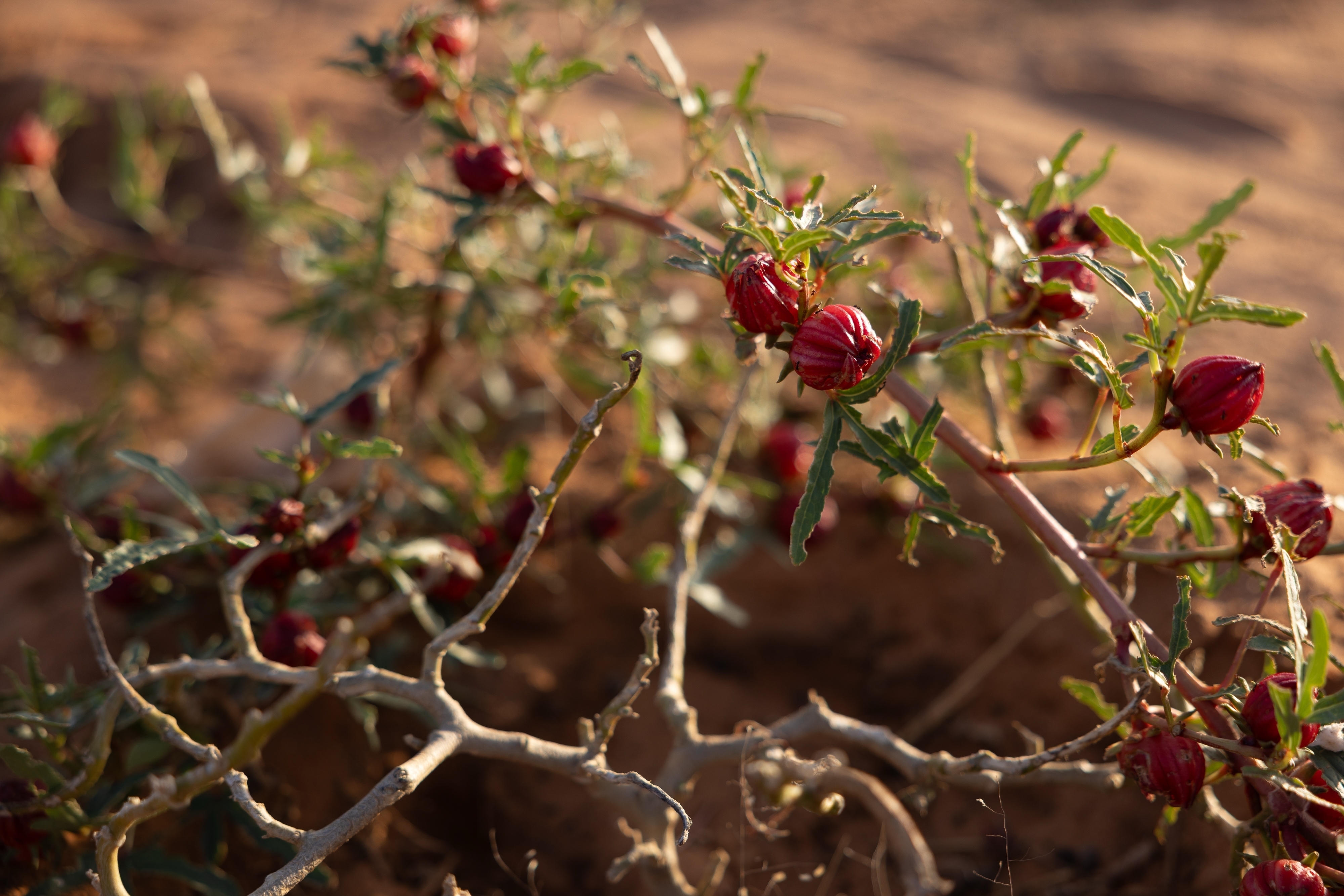 Plants flower in the dry desert plains of the Sahel bloom in Mbera Refugee Camp, near Bassikounou, Hodh El Chargui Region, Mauritania, Saturday Nov. 8, 2025. (AP Photo/Caitlin Kelly)